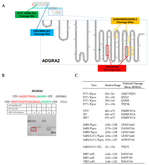Automated SSHHPS Analysis Predicts a Potential Host Protein Target Common  to Several Neuroinvasive (+)ssRNA Viruses