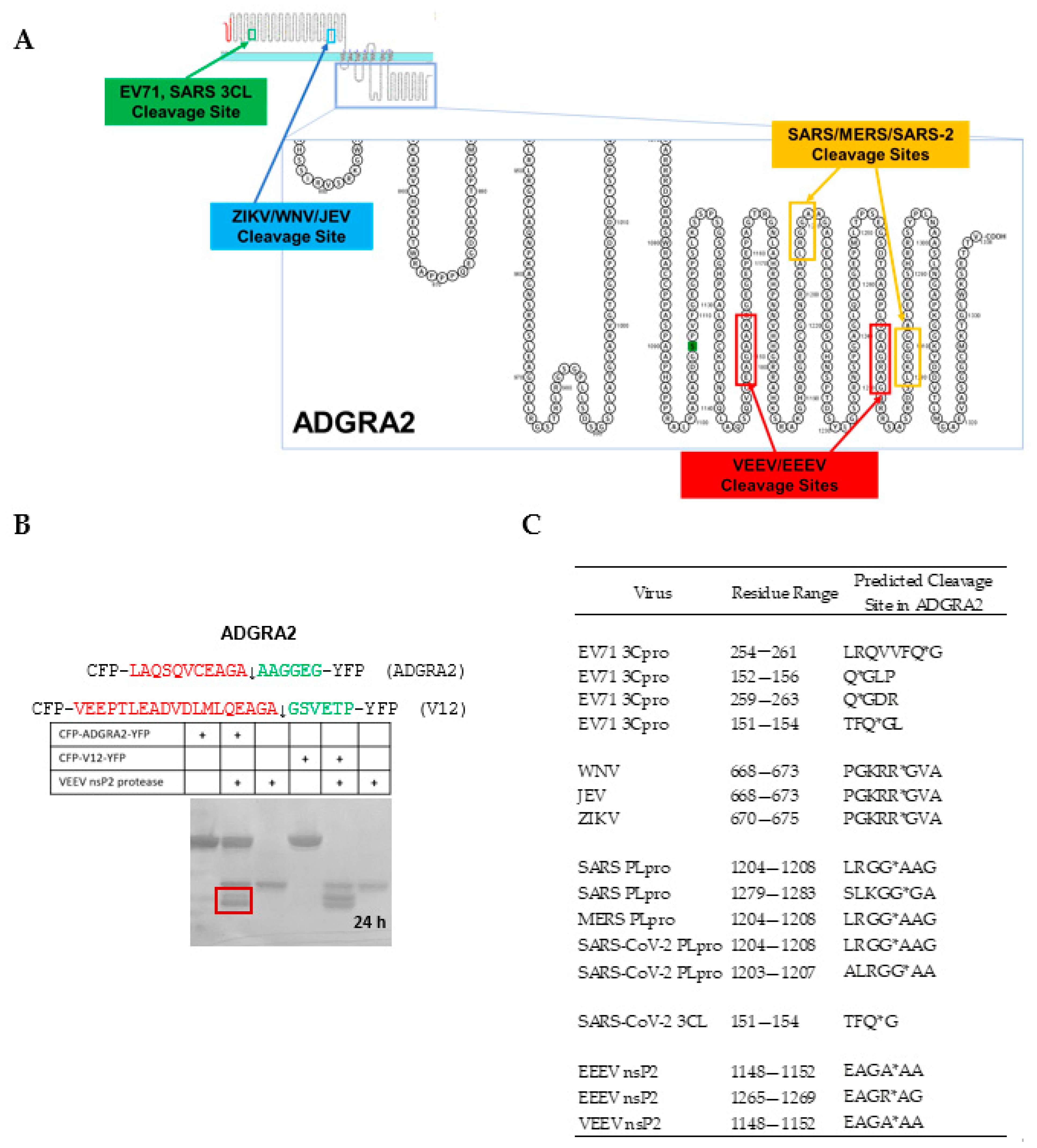Viruses 15 00542 g007 Viruses 15 00542 g007