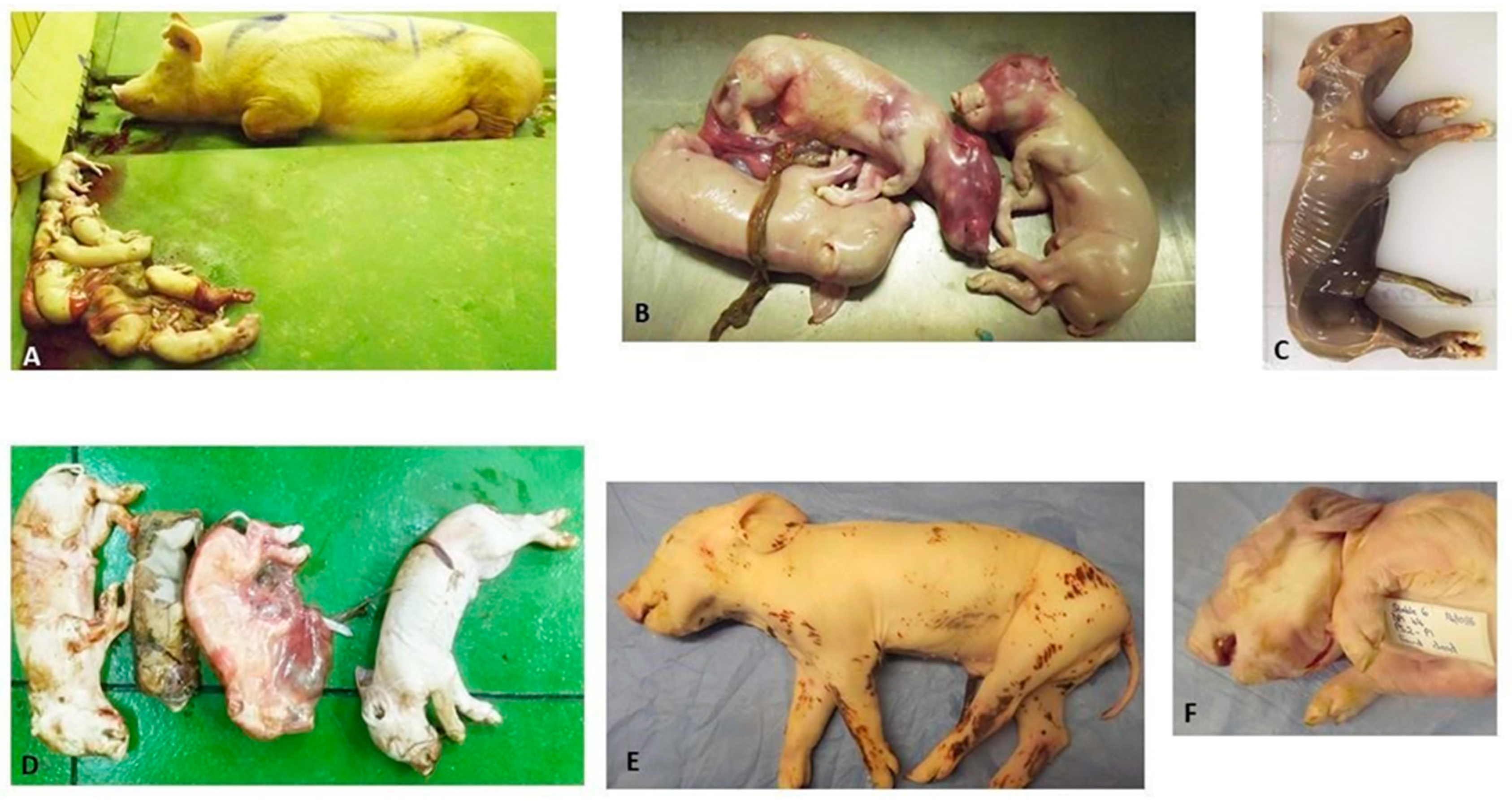 Viruses | Free Full-Text | Experimental Infection of Domestic Pigs (Sus scrofa) with Rift Valley Fever Virus Viruses | Free Full-Text | Experimental Infection of Domestic Pigs (Sus scrofa) with Rift Valley Fever Virus