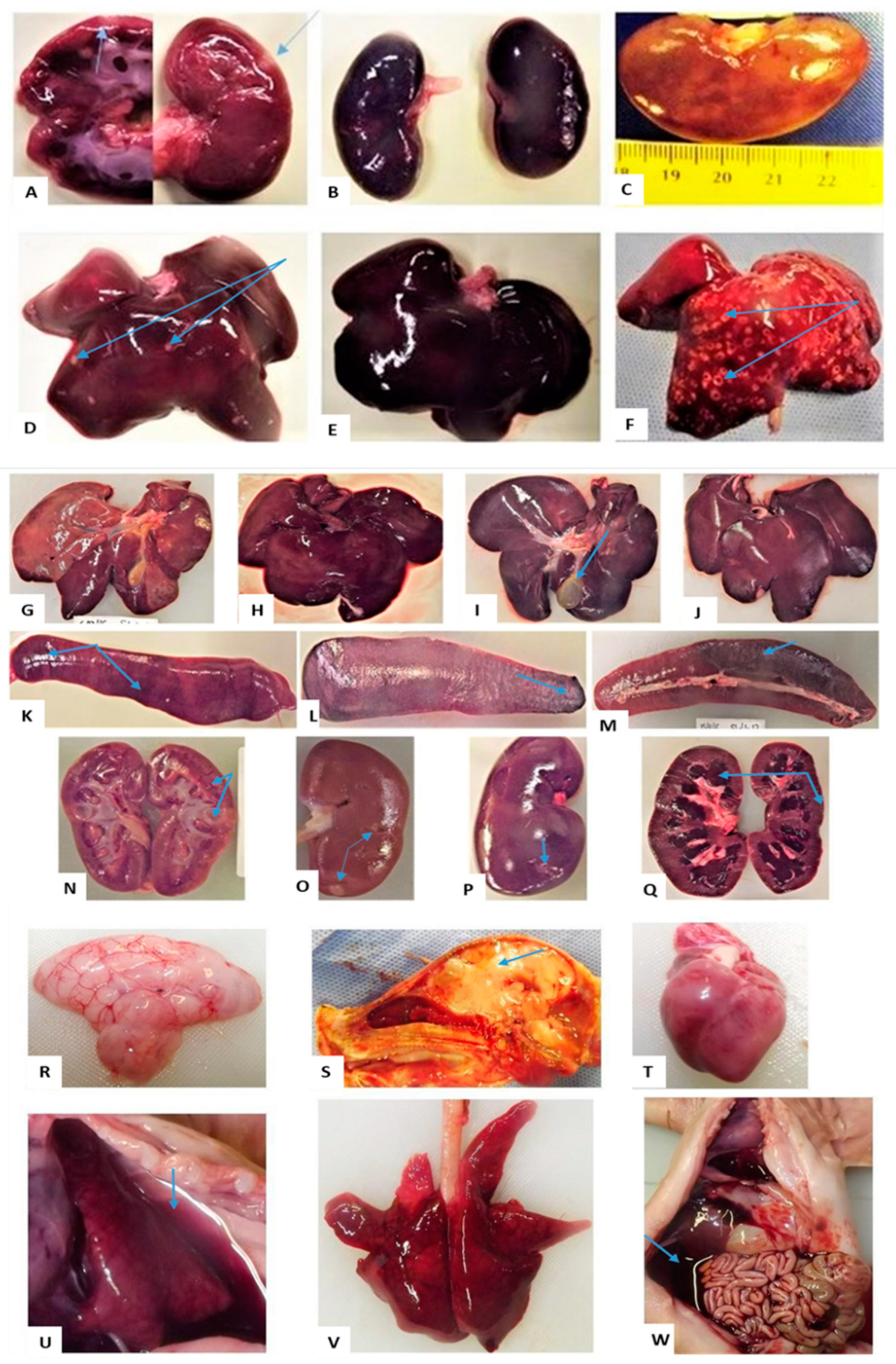 Viruses 15 00545 g003 Viruses 15 00545 g003