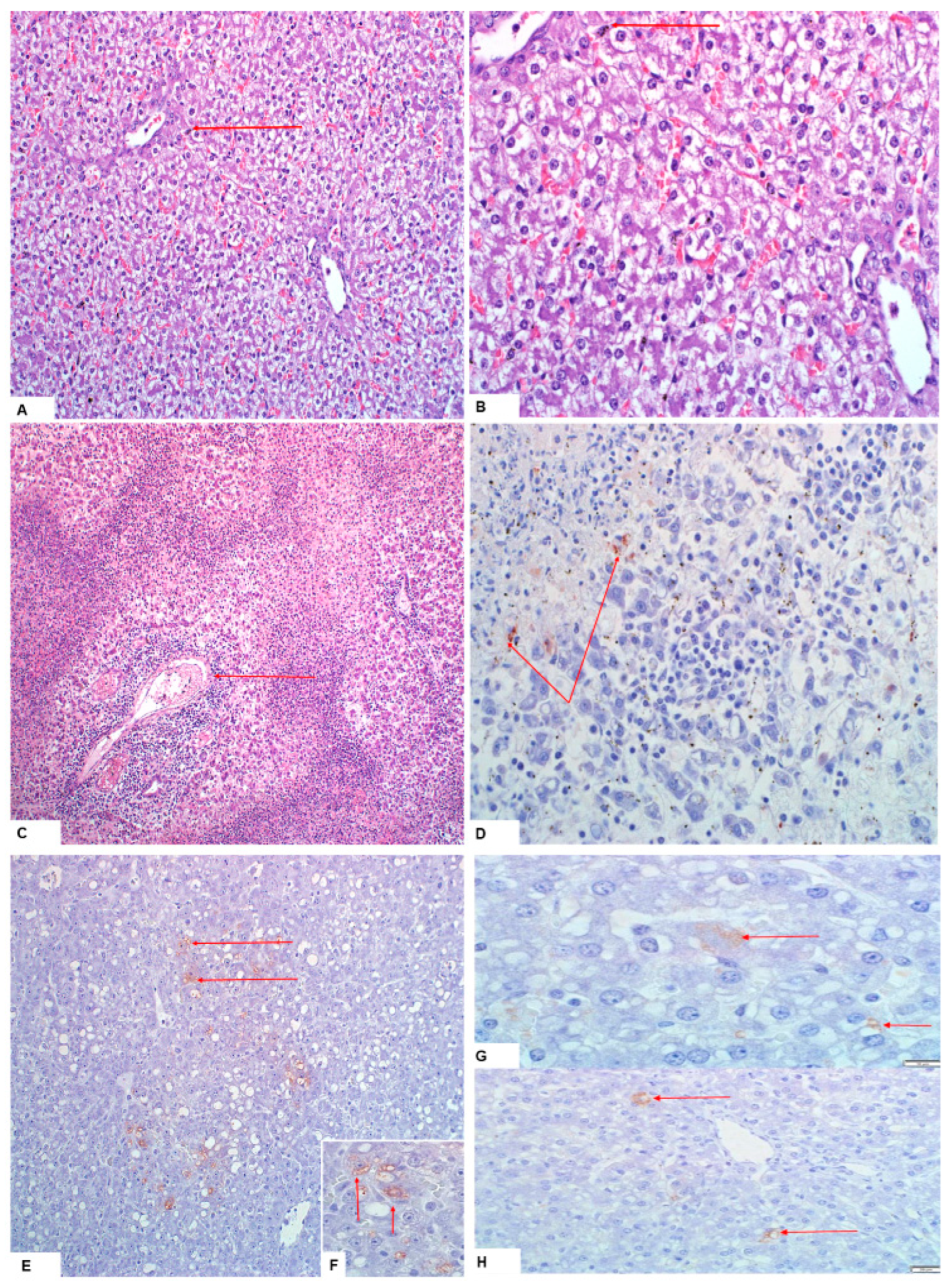 Viruses 15 00545 g004 Viruses 15 00545 g004