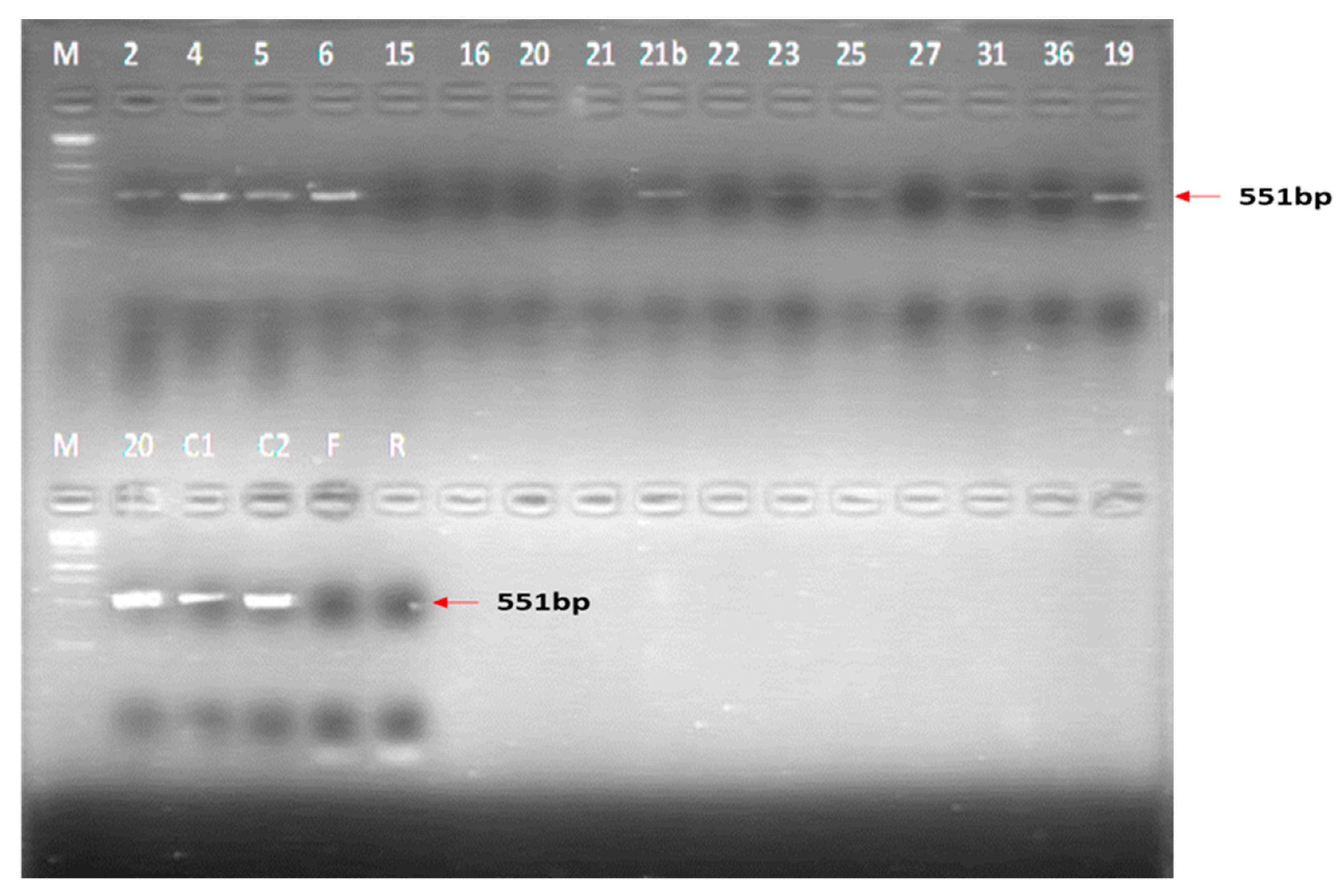 Viruses 15 00545 g007 Viruses 15 00545 g007