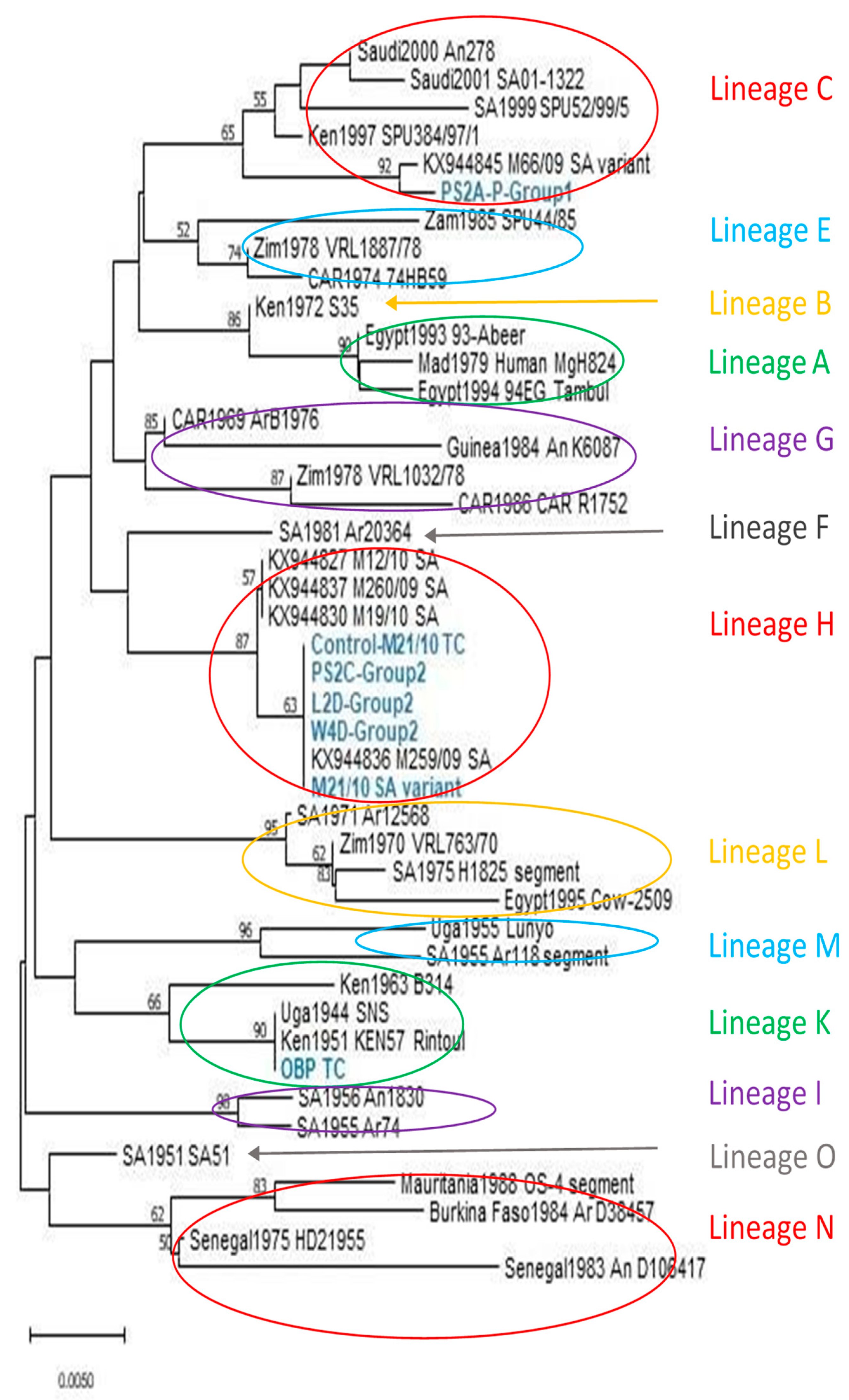 Viruses 15 00545 g008 Viruses 15 00545 g008