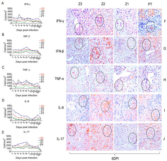 Experimental Yellow Fever in Squirrel Monkey: Characterization of