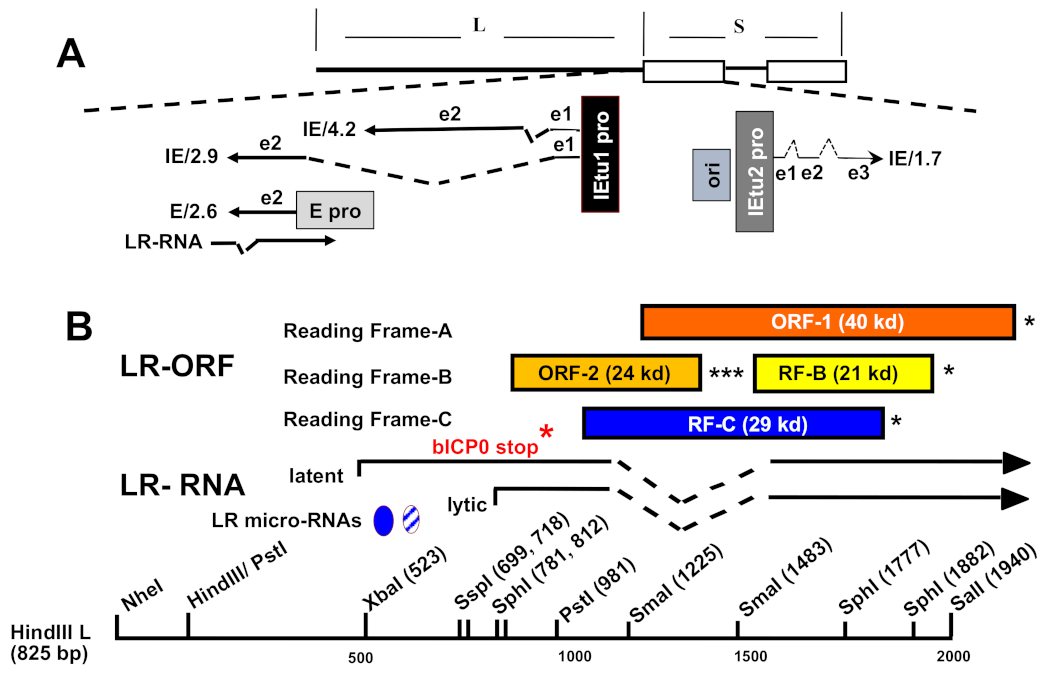Viruses 15 00552 g001 Viruses 15 00552 g001