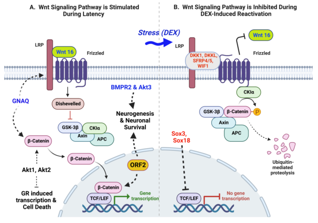 Viruses 15 00552 g002 Viruses 15 00552 g002