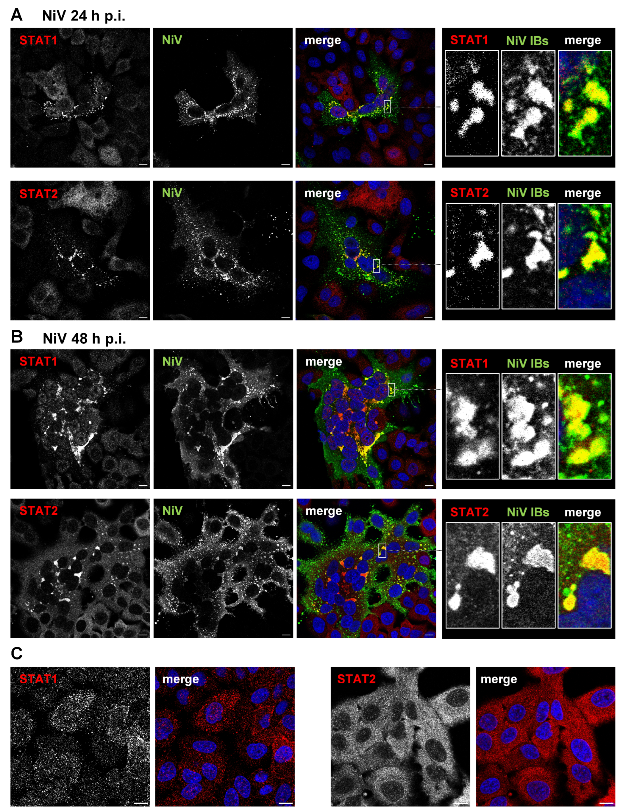 Viruses 15 00554 g001 Viruses 15 00554 g001