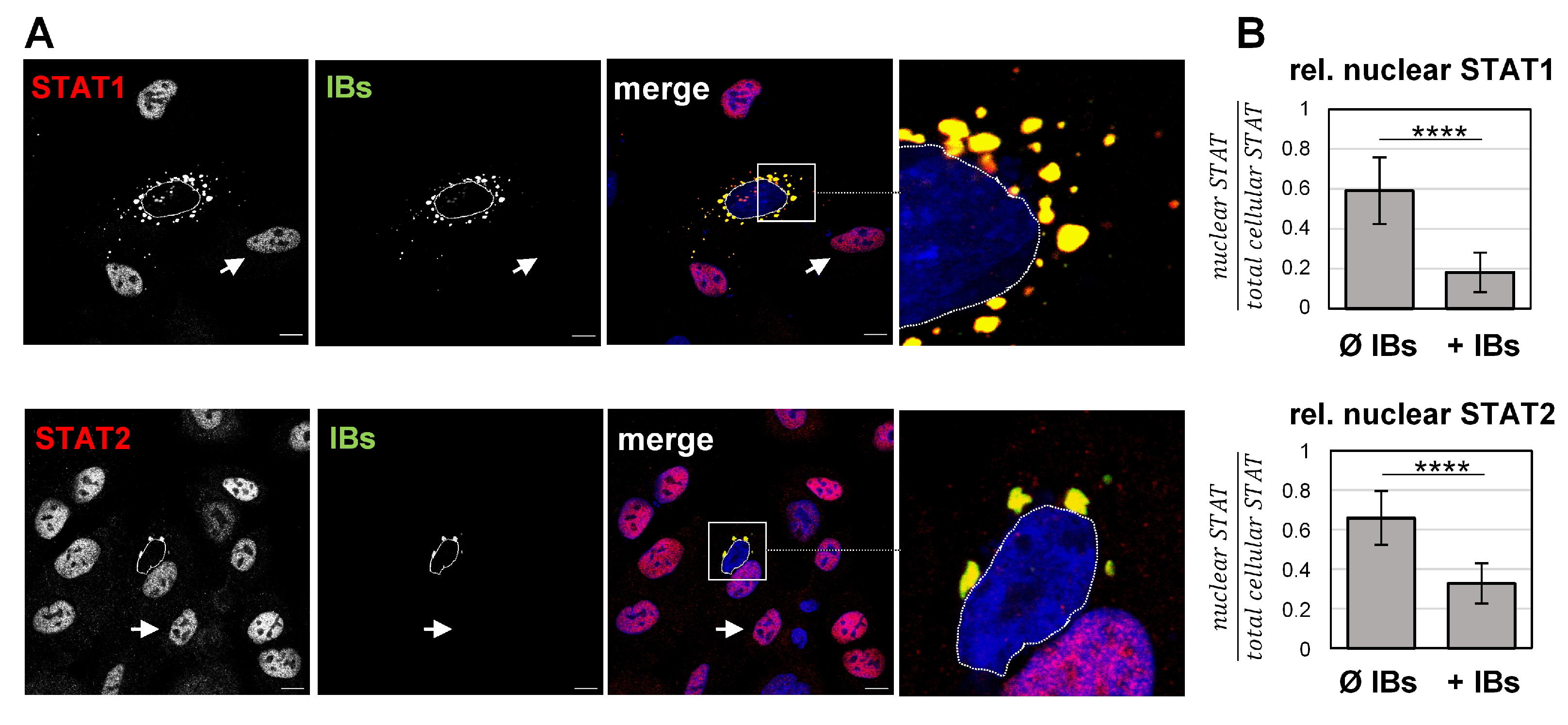 Viruses 15 00554 g003 Viruses 15 00554 g003