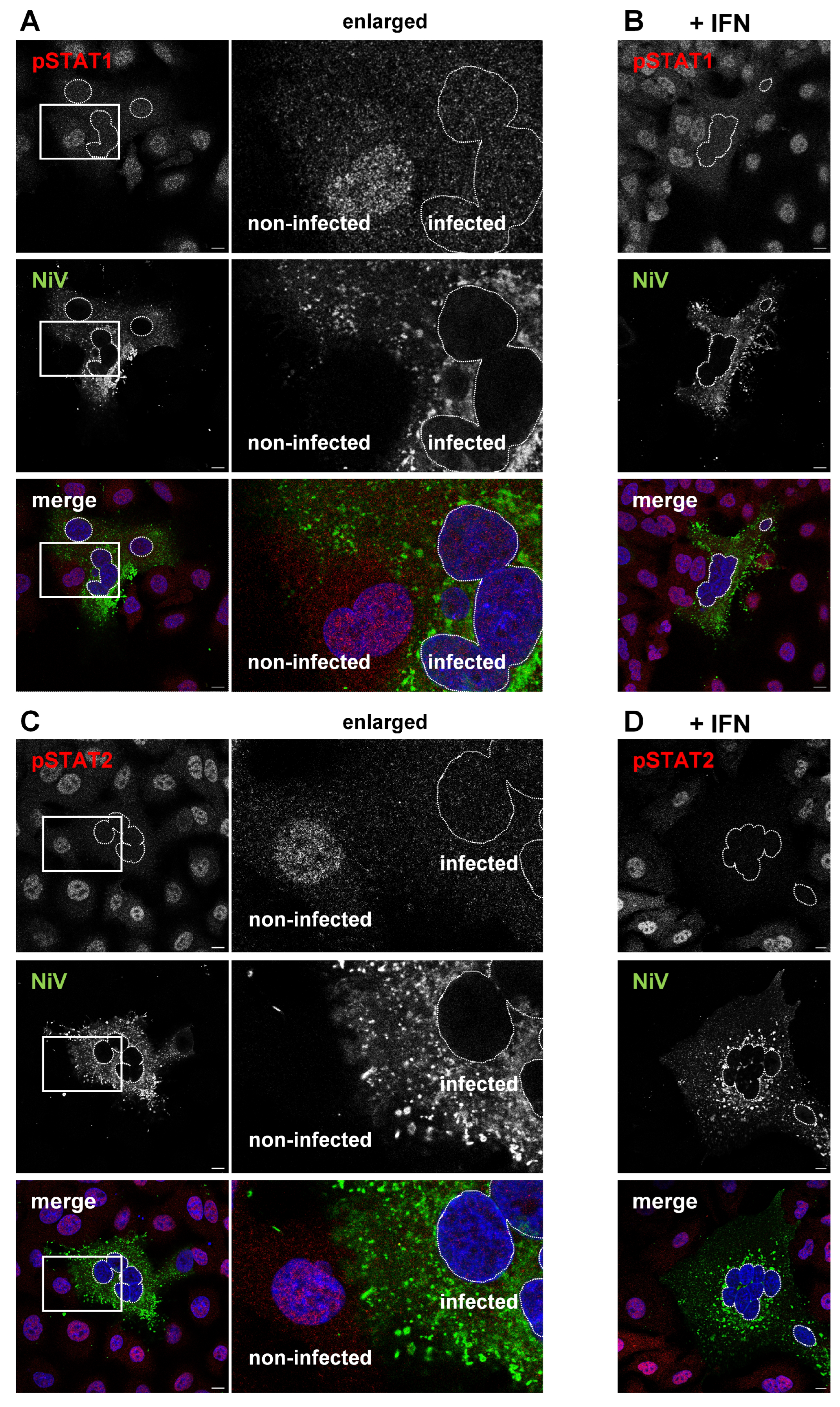 Viruses 15 00554 g006 Viruses 15 00554 g006