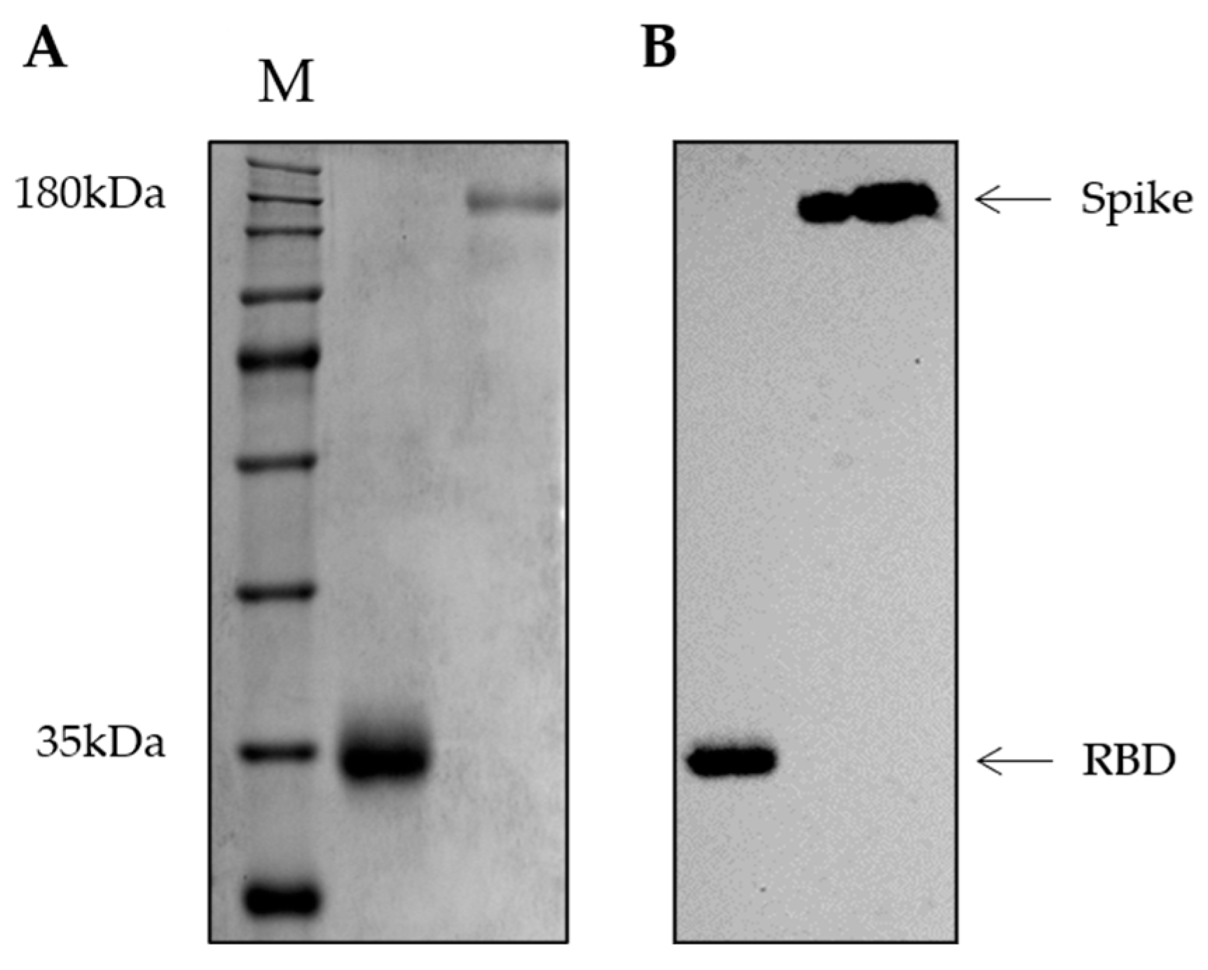Viruses 15 00555 g001 Viruses 15 00555 g001