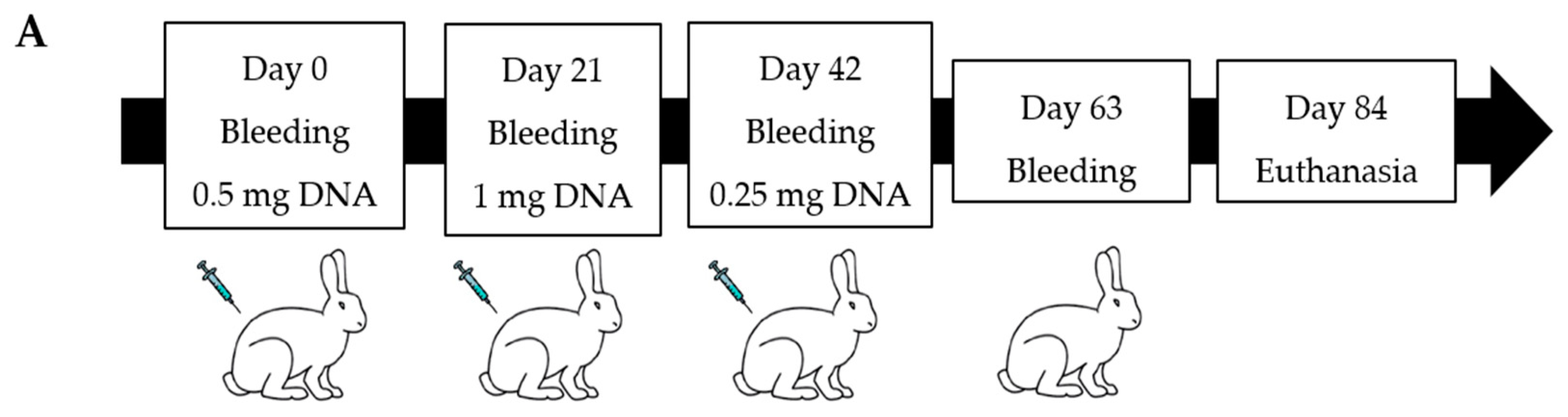 Viruses 15 00555 g002a Viruses 15 00555 g002a