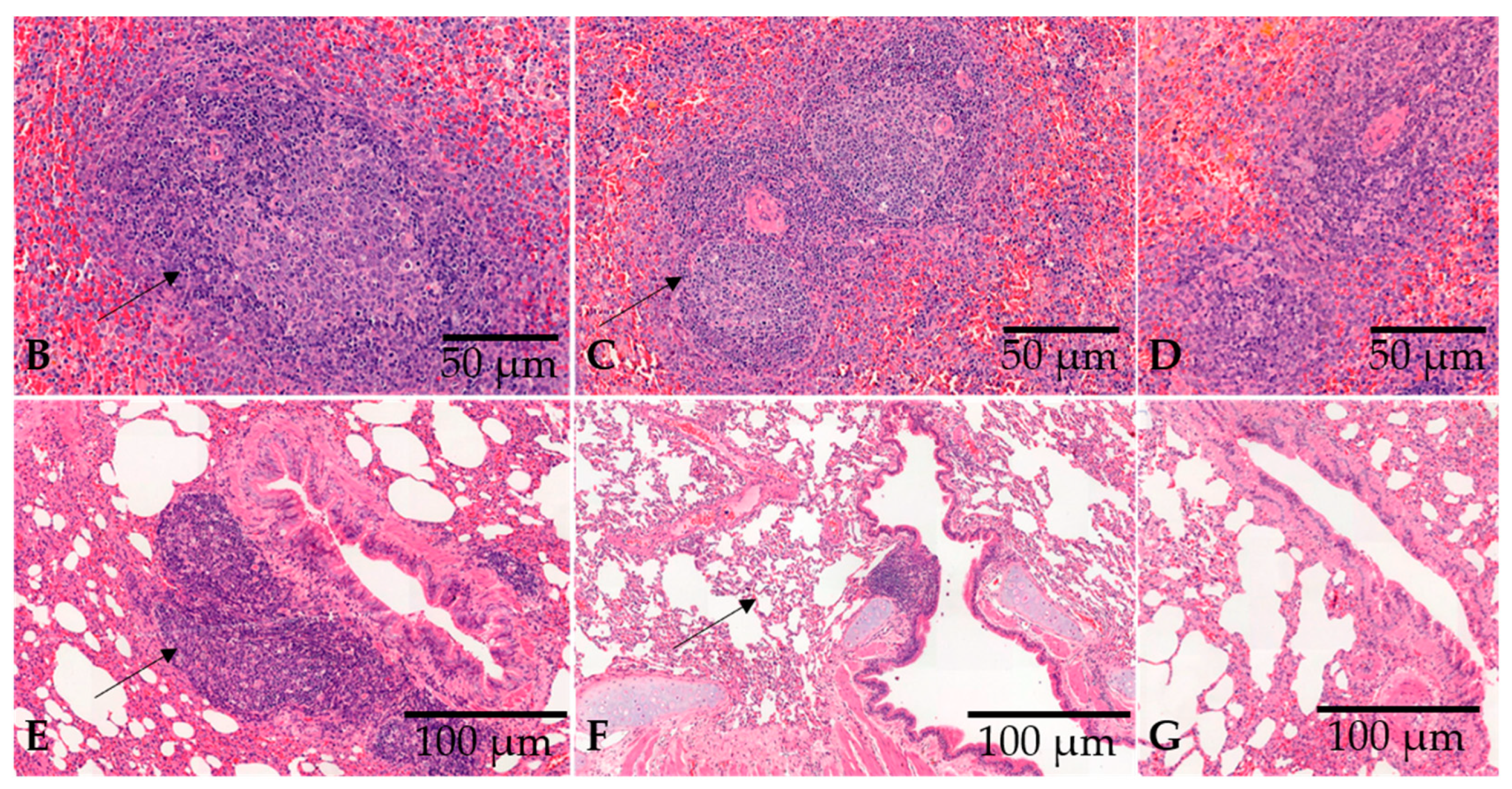 Viruses 15 00555 g002b Viruses 15 00555 g002b