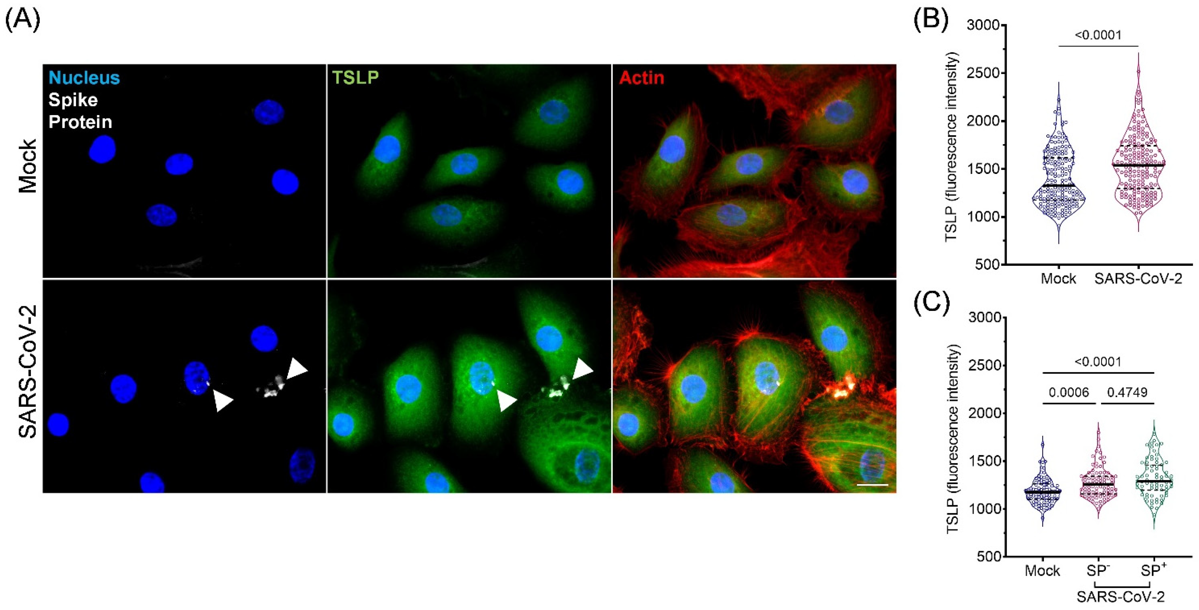 Viruses 15 00556 g005