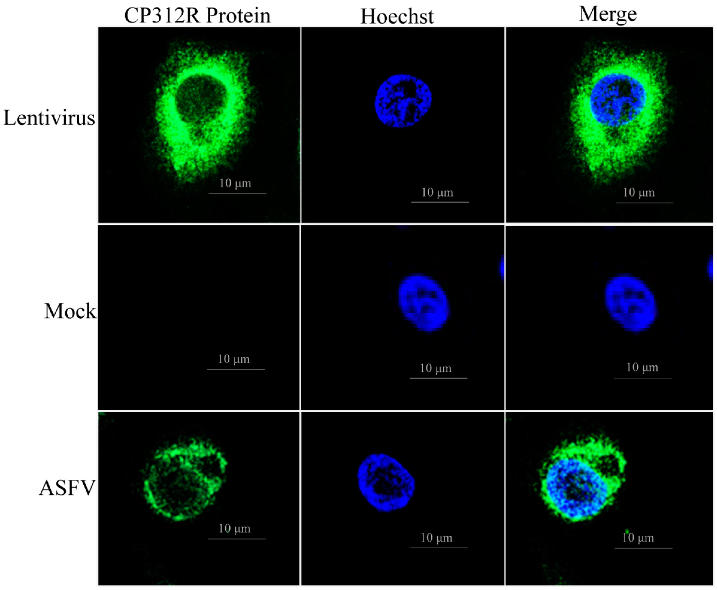 Viruses 15 00557 g006 Viruses 15 00557 g006