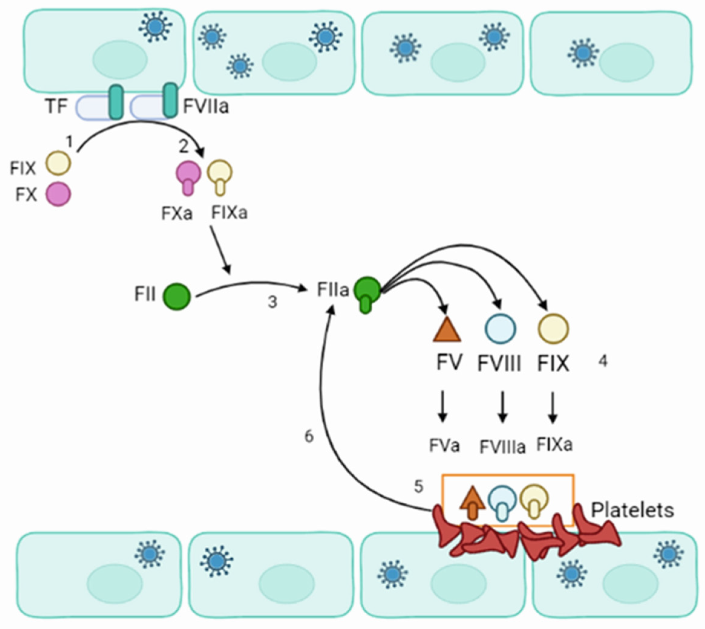 Viruses 15 00561 g004