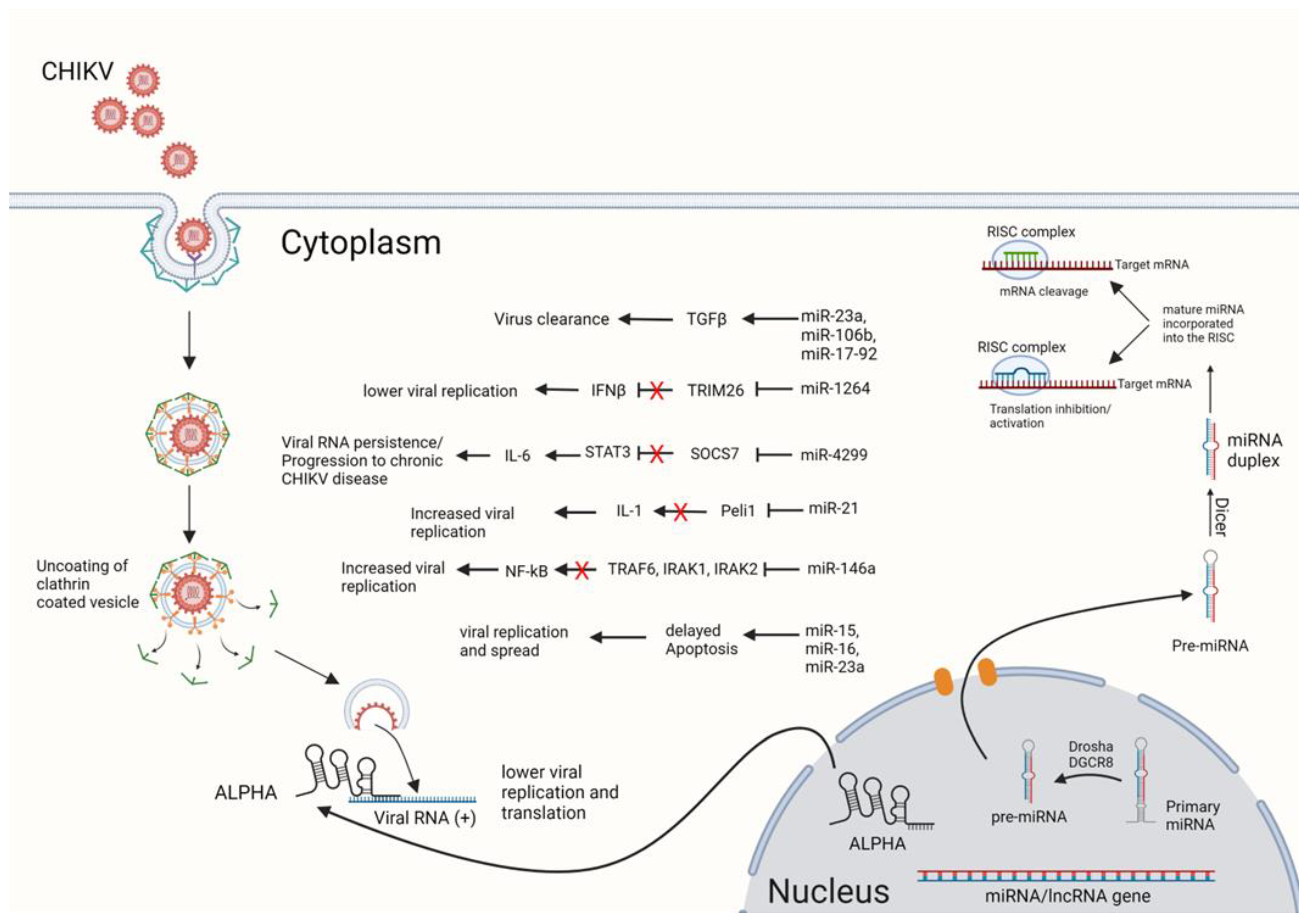 Viruses 15 00562 g001 Viruses 15 00562 g001