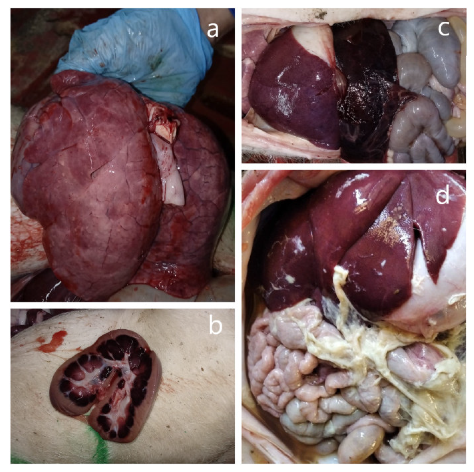 Viruses 15 00565 g001