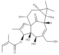 Viruses 15 00568 i001 Viruses 15 00568 i001