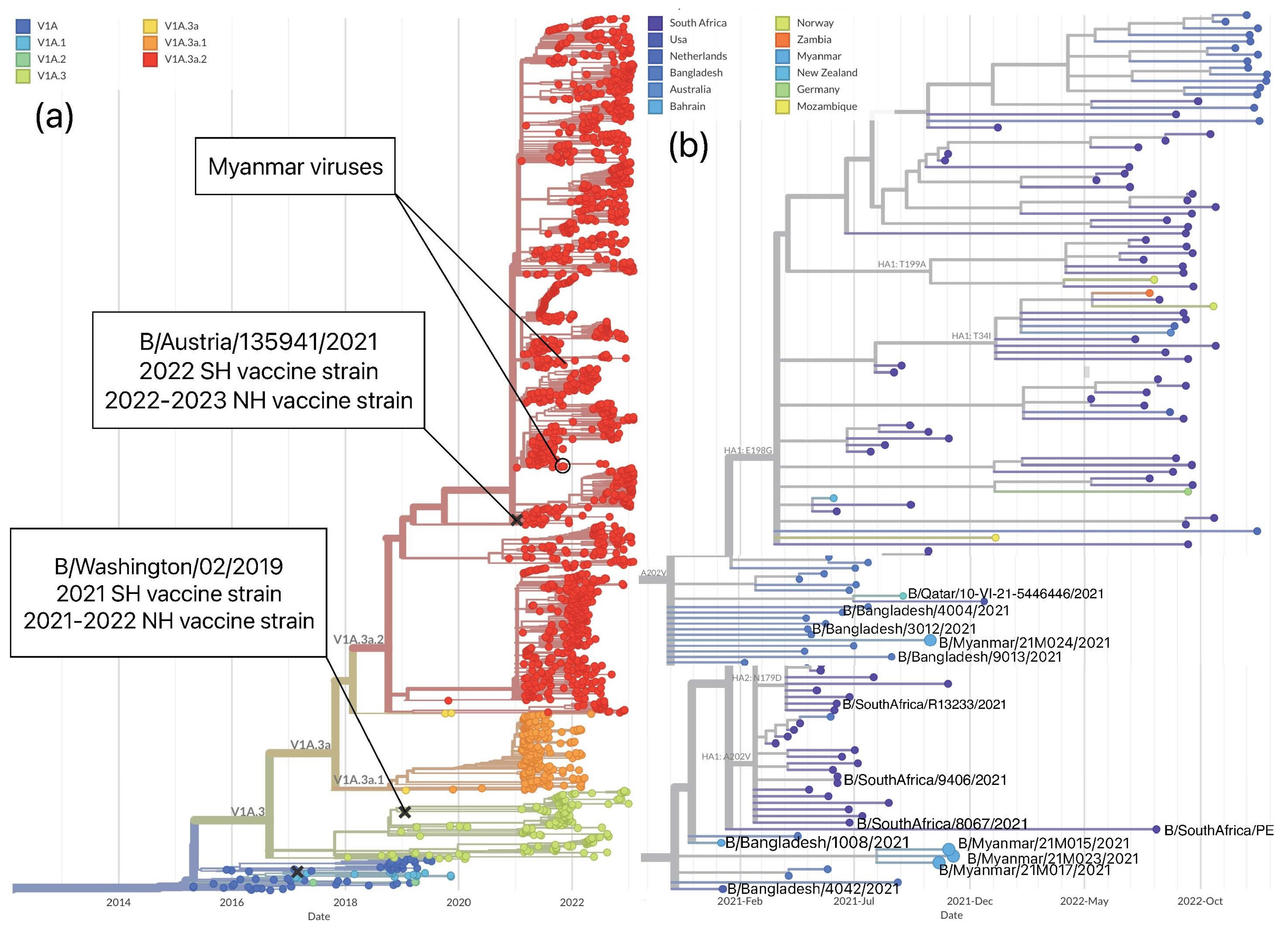Viruses 15 00583 g004 Viruses 15 00583 g004