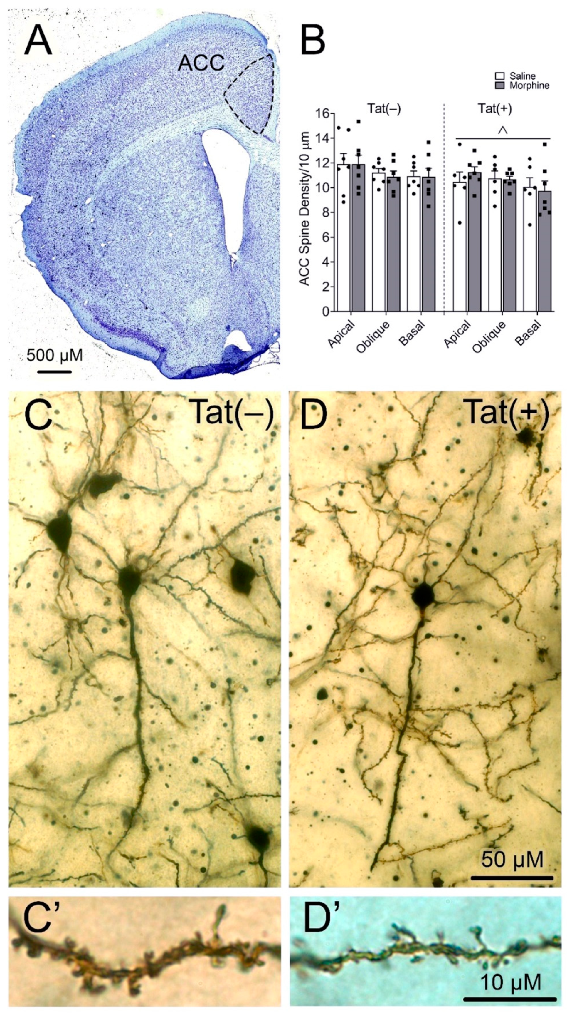 Viruses 15 00590 g007 Viruses 15 00590 g007