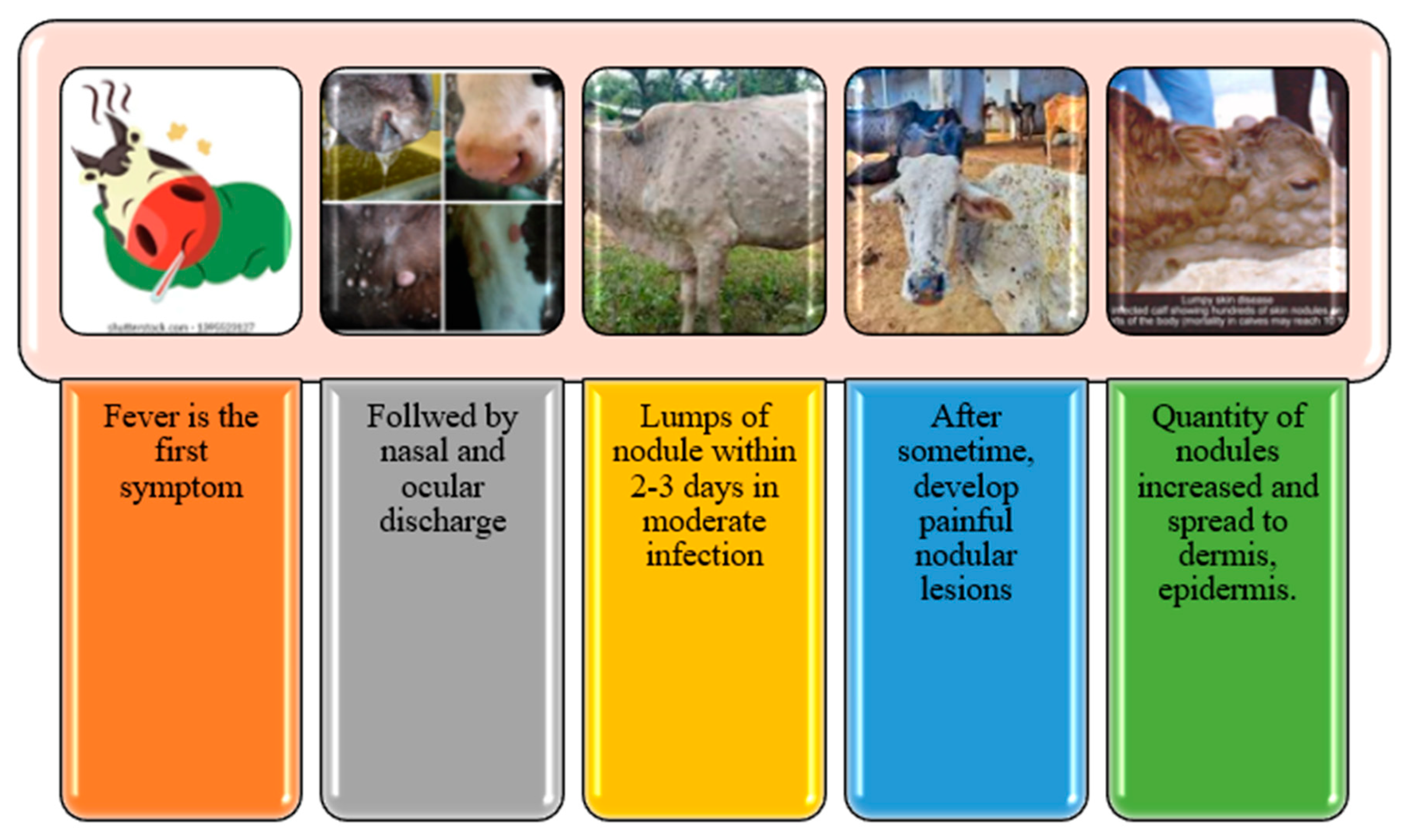 Viruses 15 00604 g005 Viruses 15 00604 g005