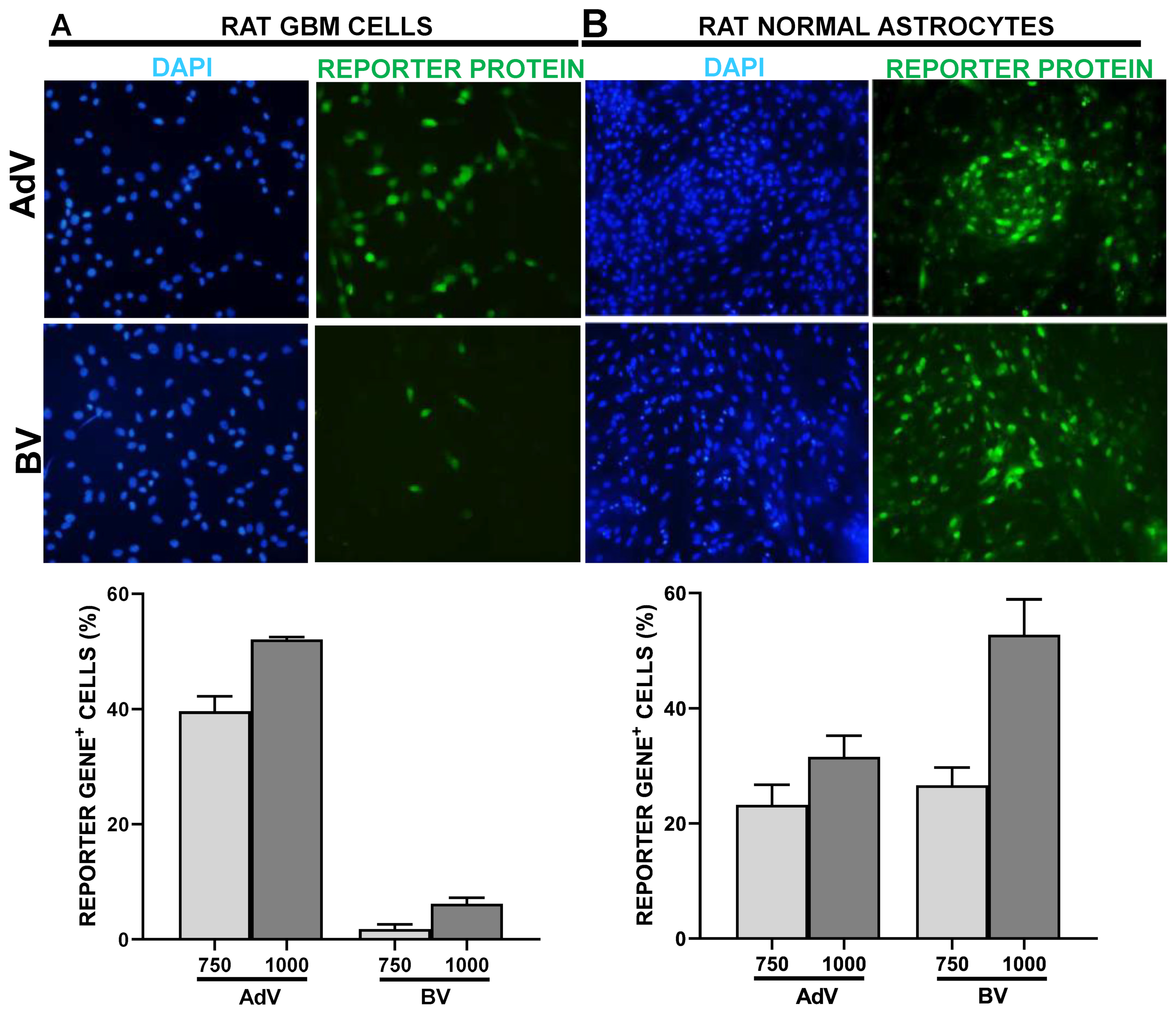 Viruses 15 00608 g003 Viruses 15 00608 g003