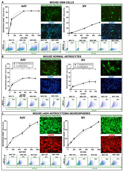Evaluation of Baculoviruses as Gene Therapy Vectors for Brain Cancer