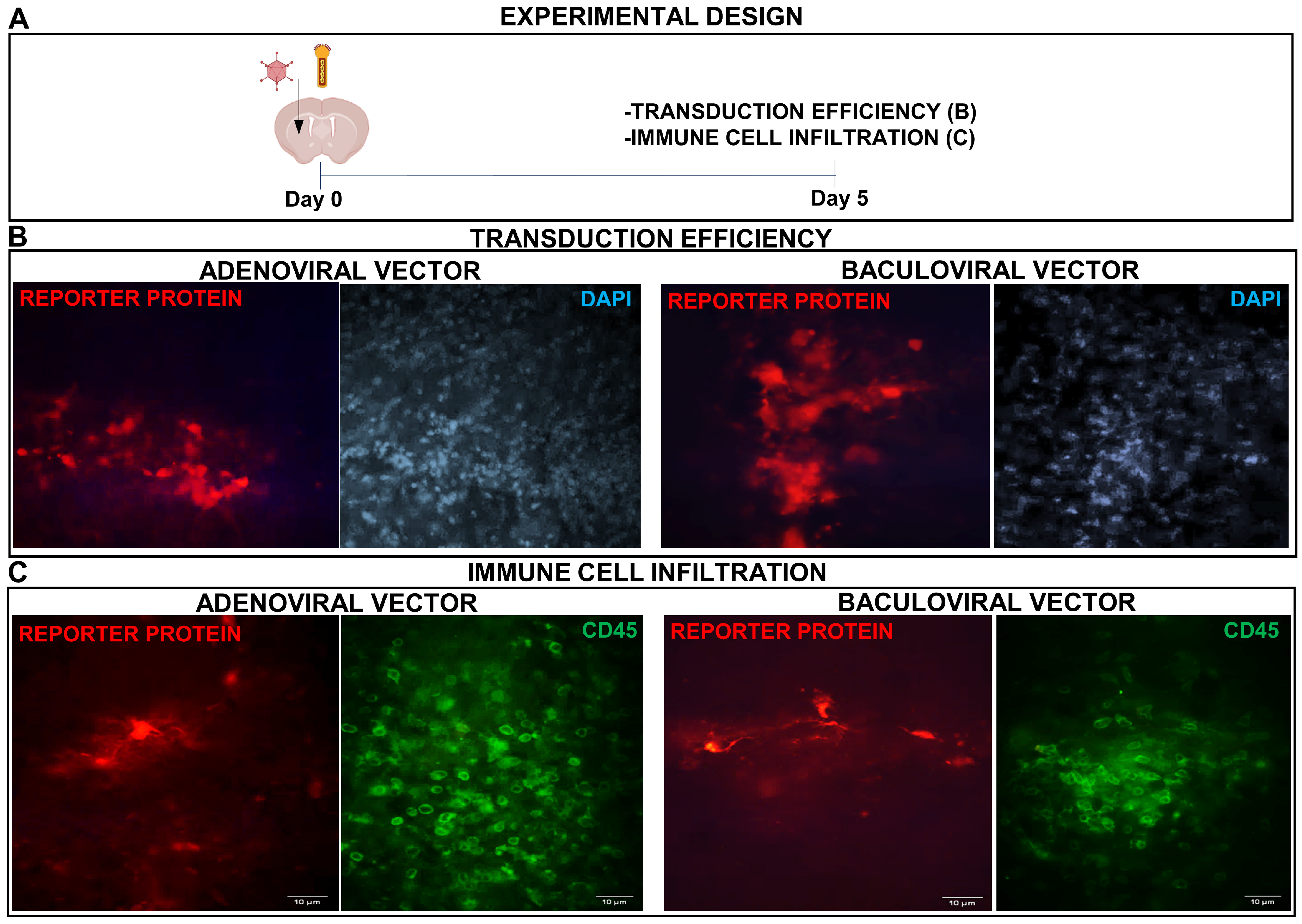 Viruses 15 00608 g005 Viruses 15 00608 g005
