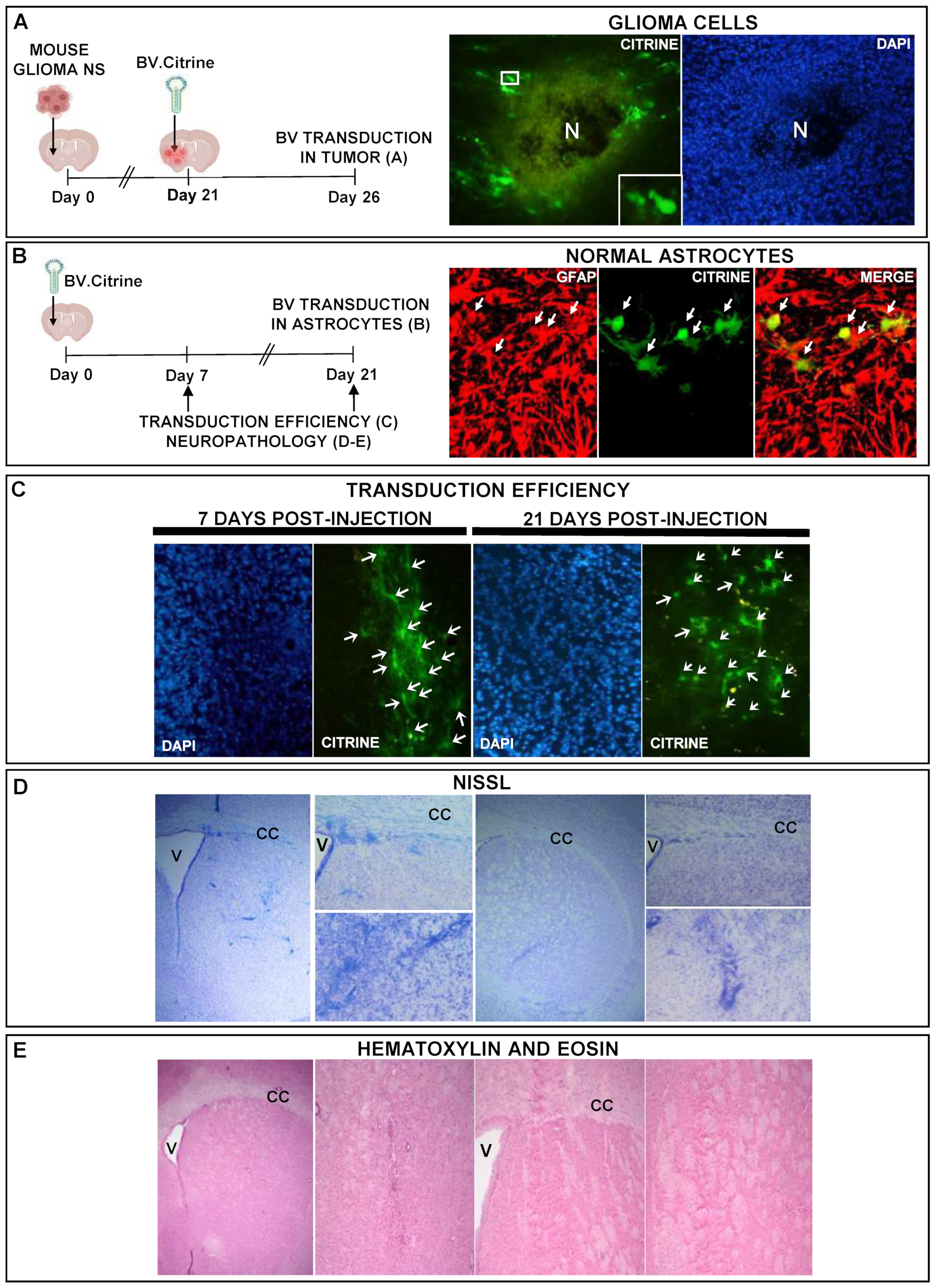Viruses 15 00608 g006 Viruses 15 00608 g006
