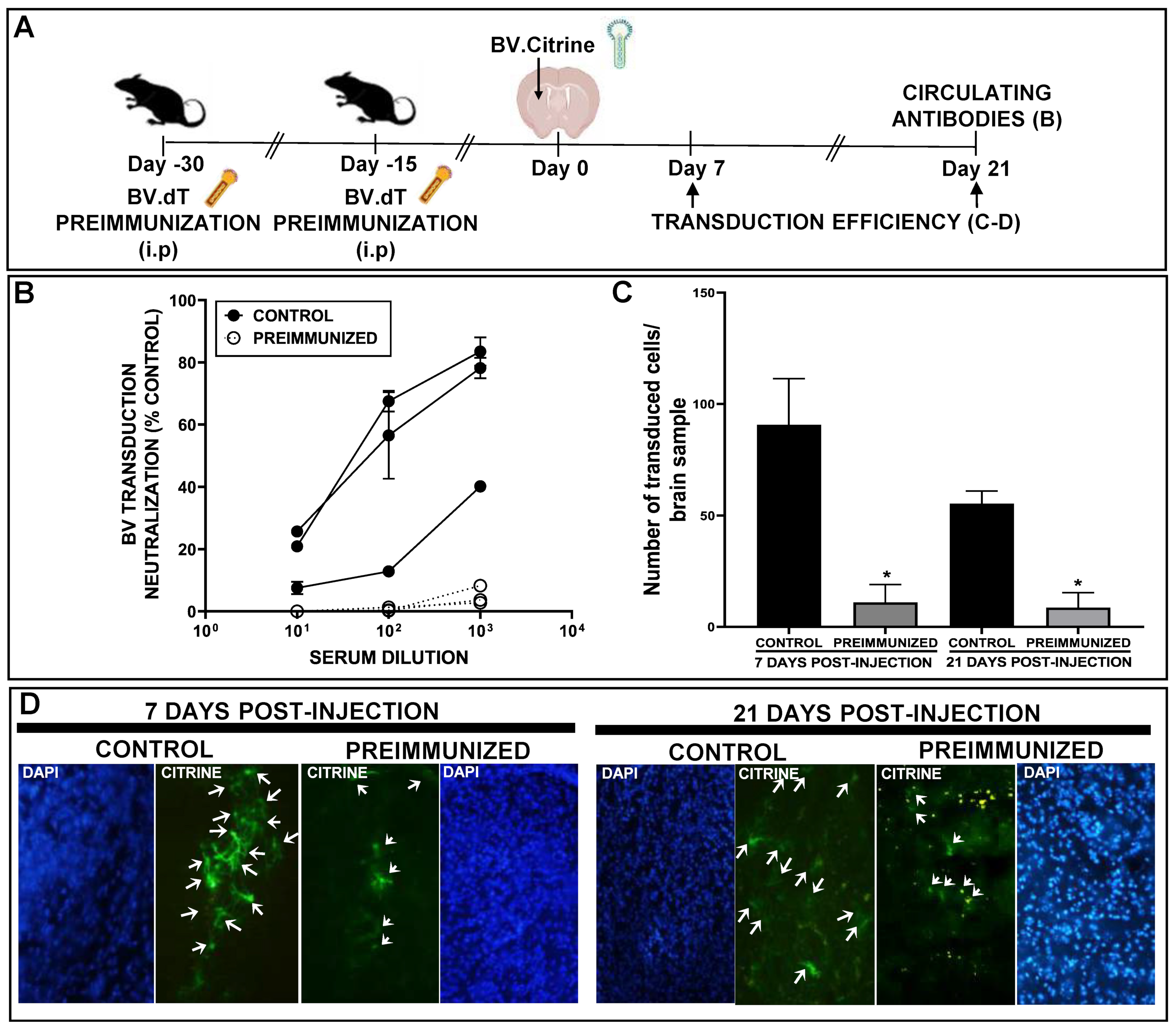 Viruses 15 00608 g007 Viruses 15 00608 g007