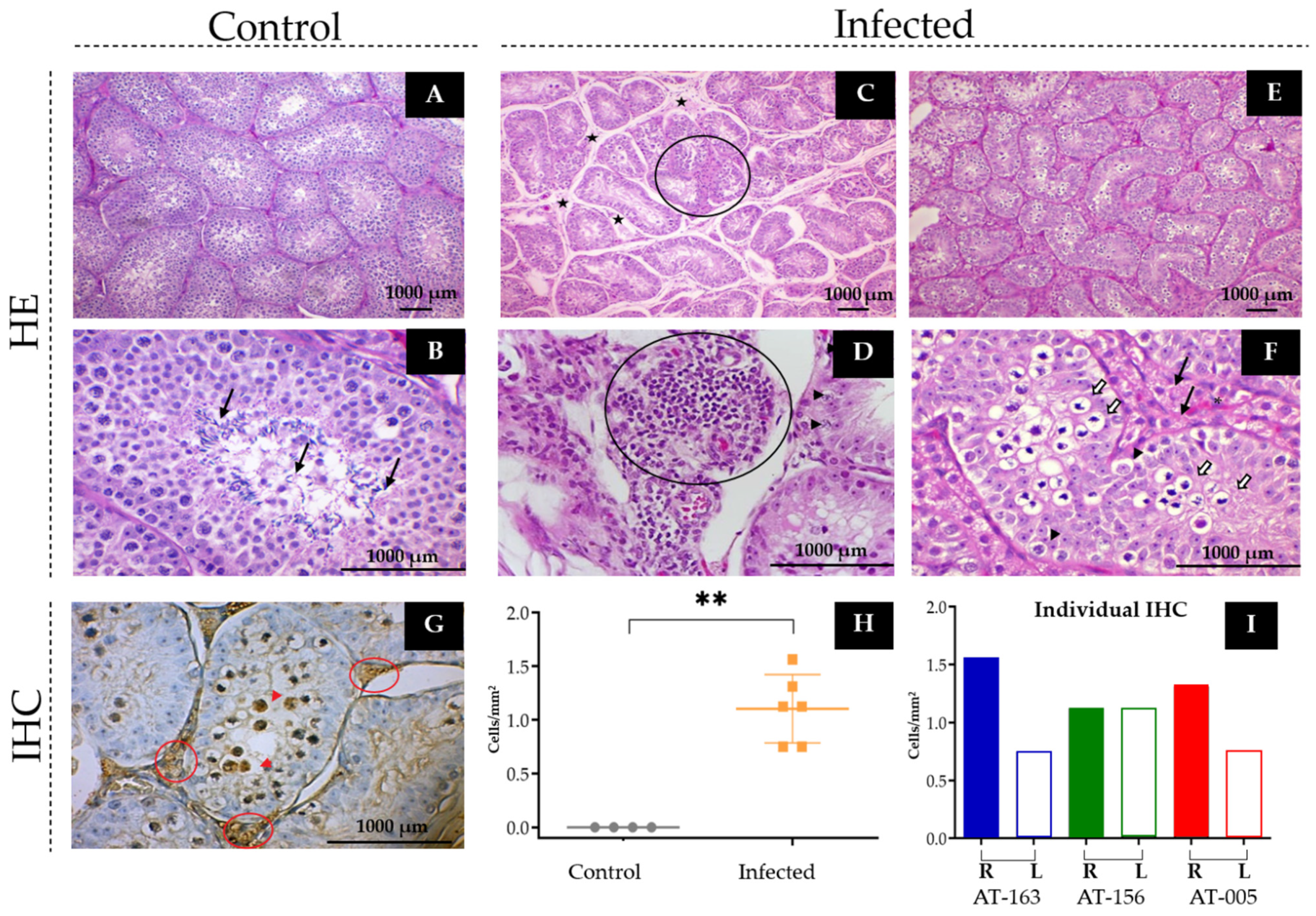 Viruses 15 00615 g005