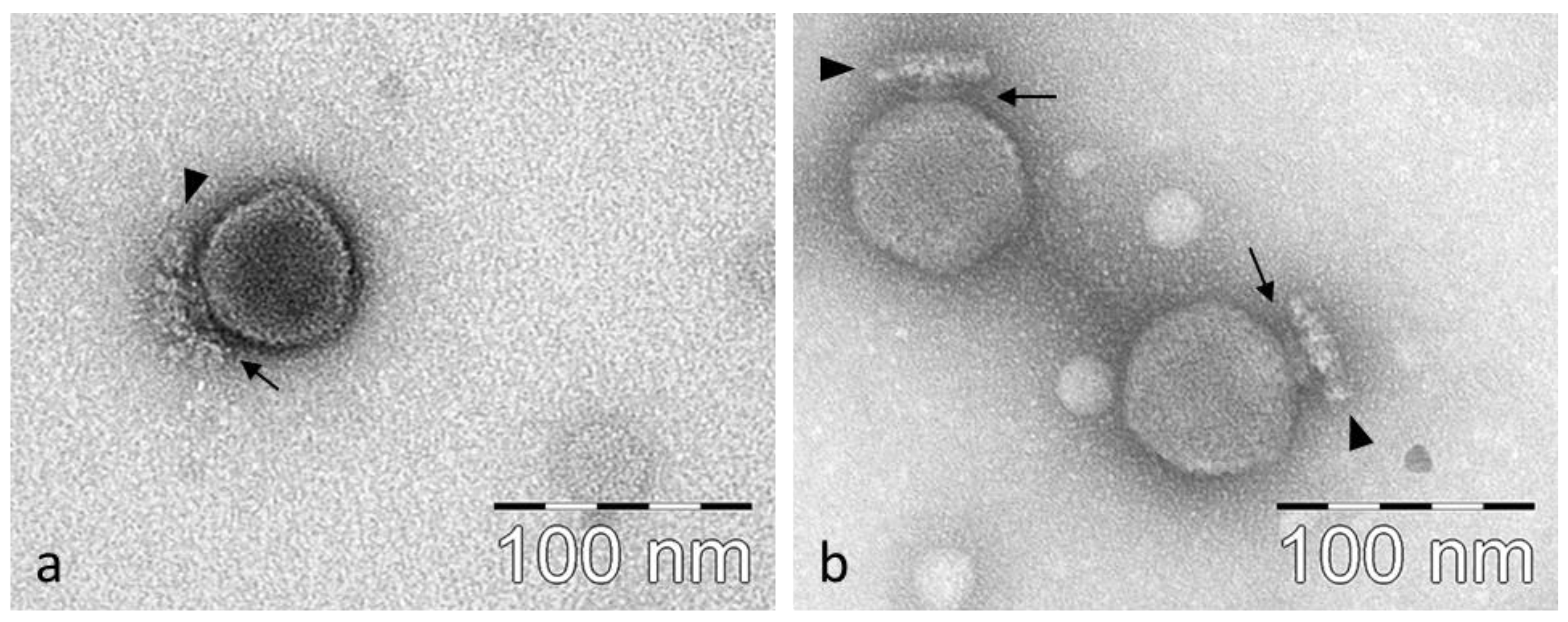 Viruses 15 00628 g002 Viruses 15 00628 g002