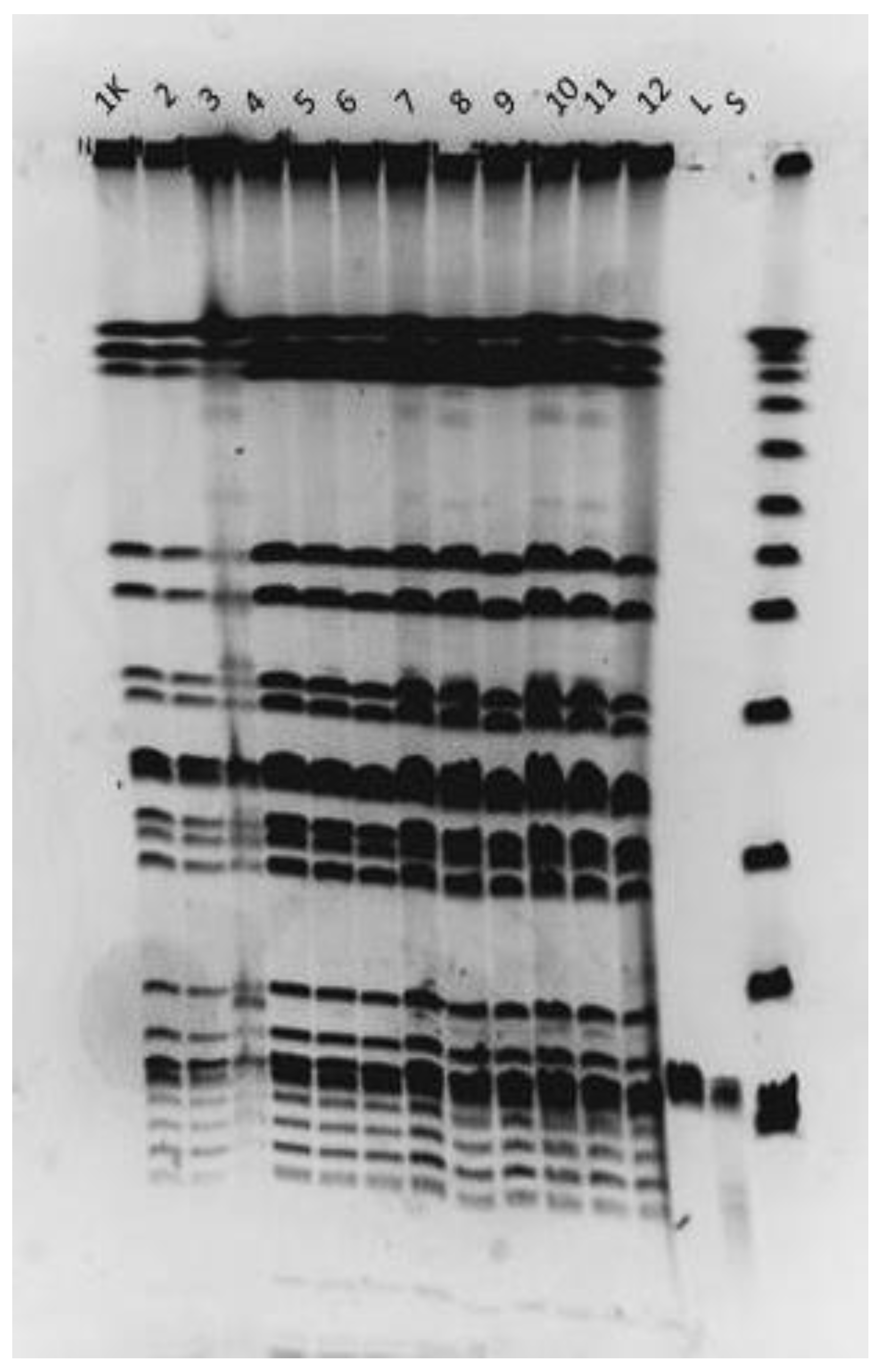 Viruses 15 00628 g011 Viruses 15 00628 g011