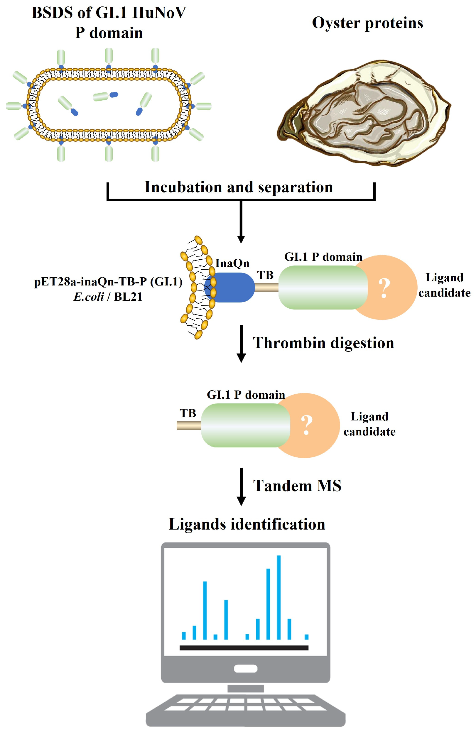 Viruses 15 00631 g001 Viruses 15 00631 g001