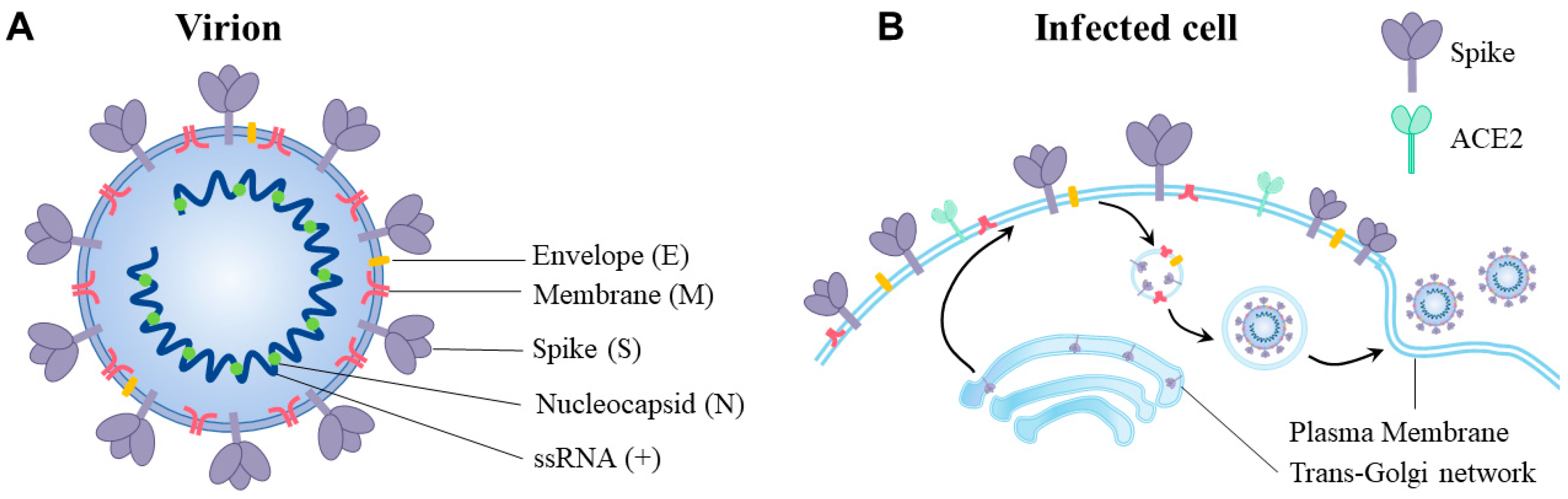 Viruses 15 00639 g001