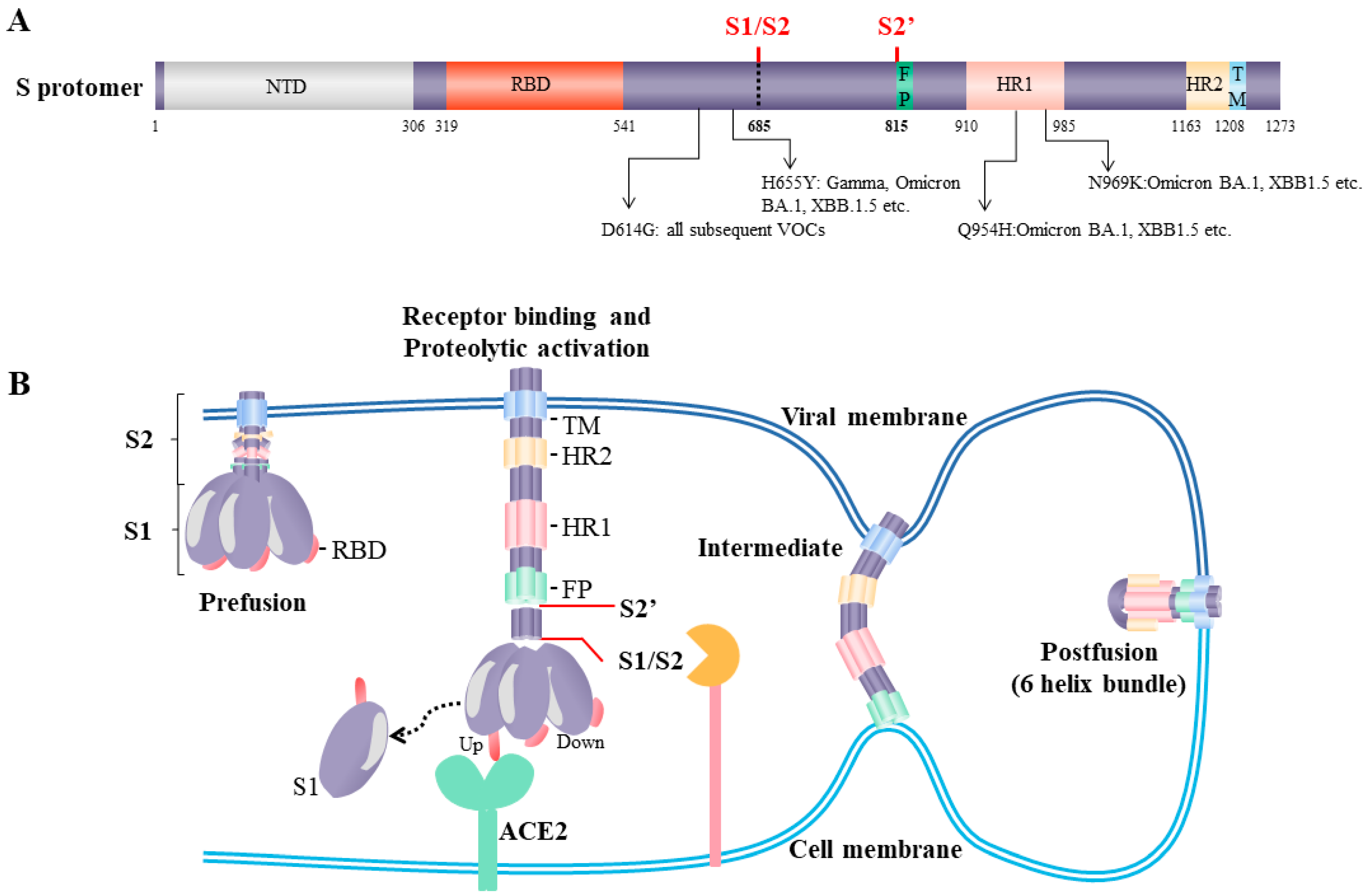Viruses 15 00639 g002
