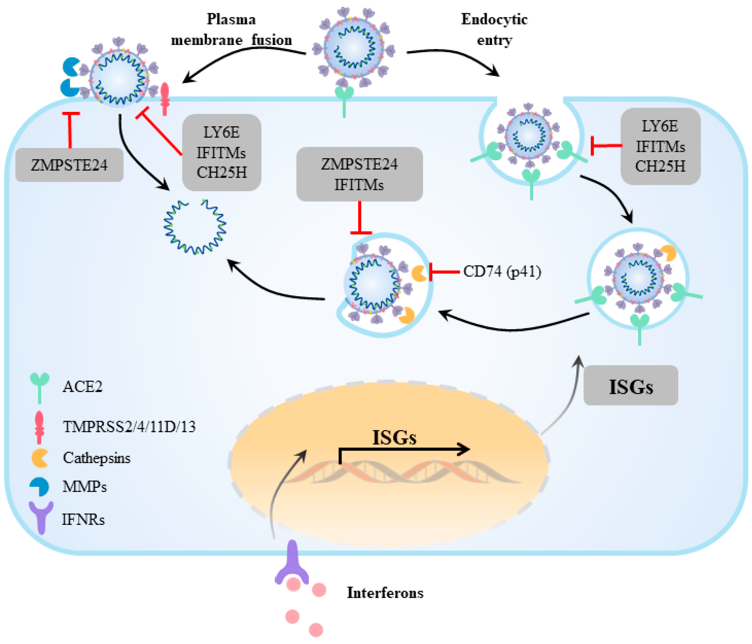 Viruses 15 00639 g003