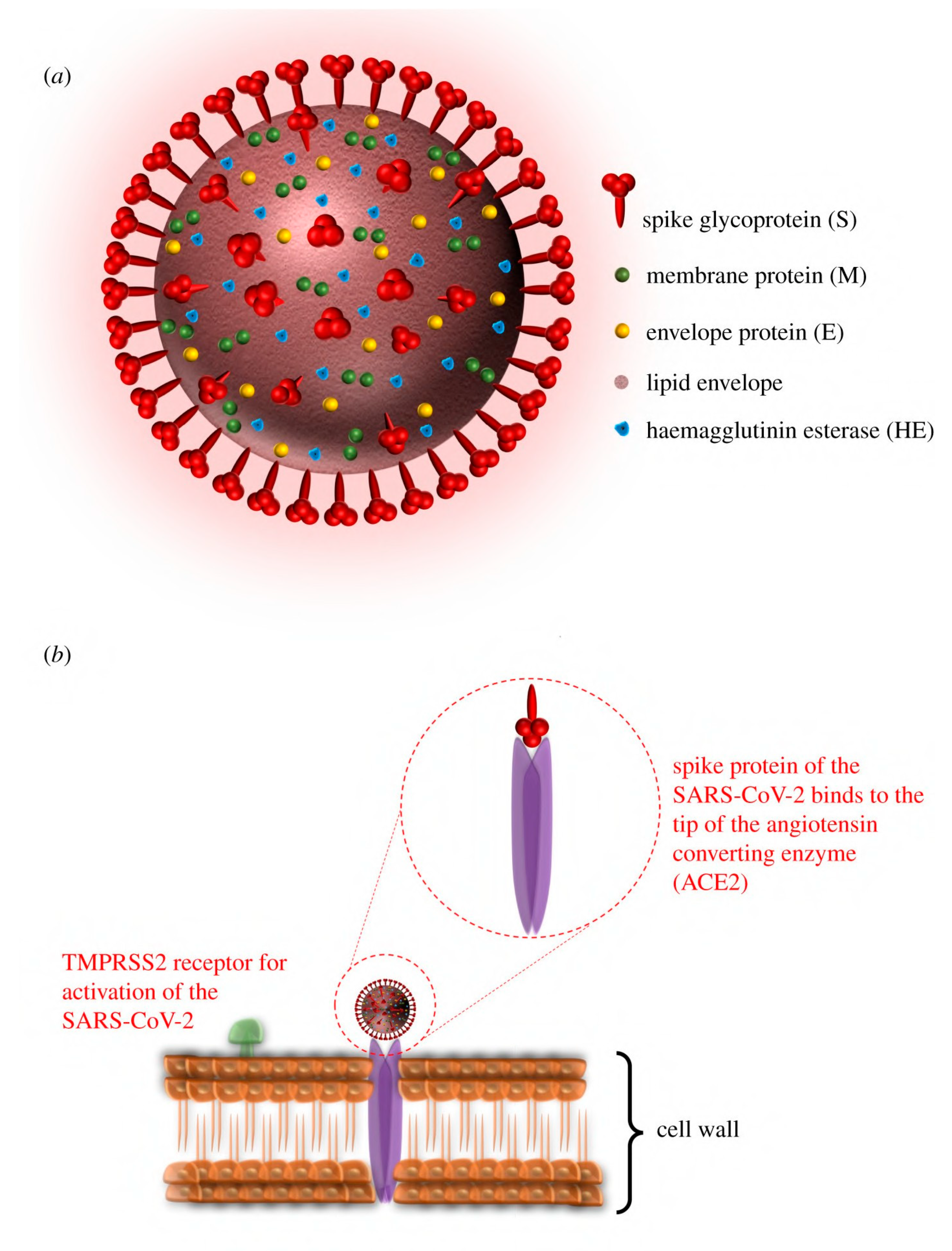 Viruses Free Full-Text Antiviral Peptides in Antimicrobial Surface Coatingsandmdash;From Current Techniques to Potential Applications