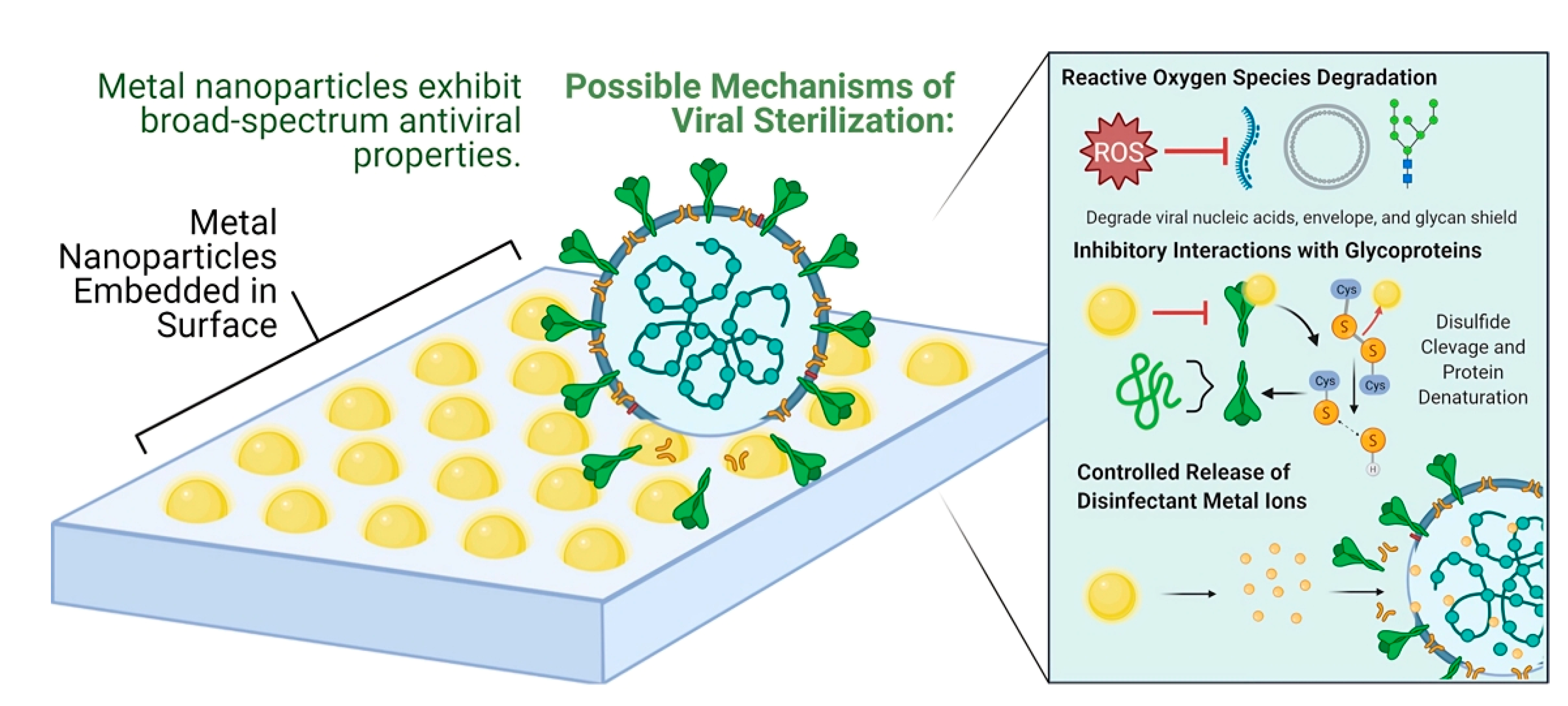 Viruses Free Full-Text Antiviral Peptides in Antimicrobial Surface Coatingsandmdash;From Current Techniques to Potential Applications