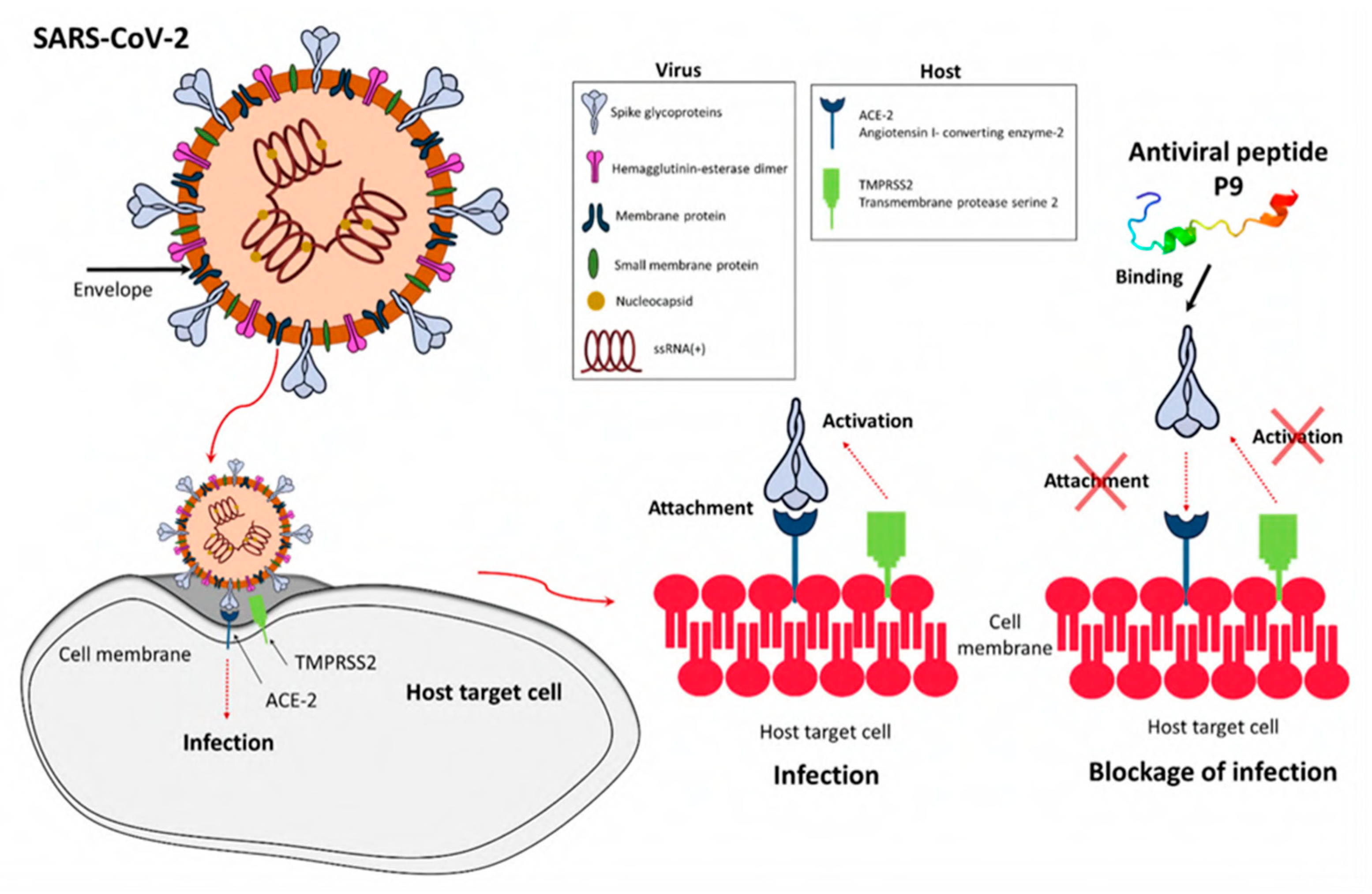Viruses 15 00640 g009 Viruses 15 00640 g009