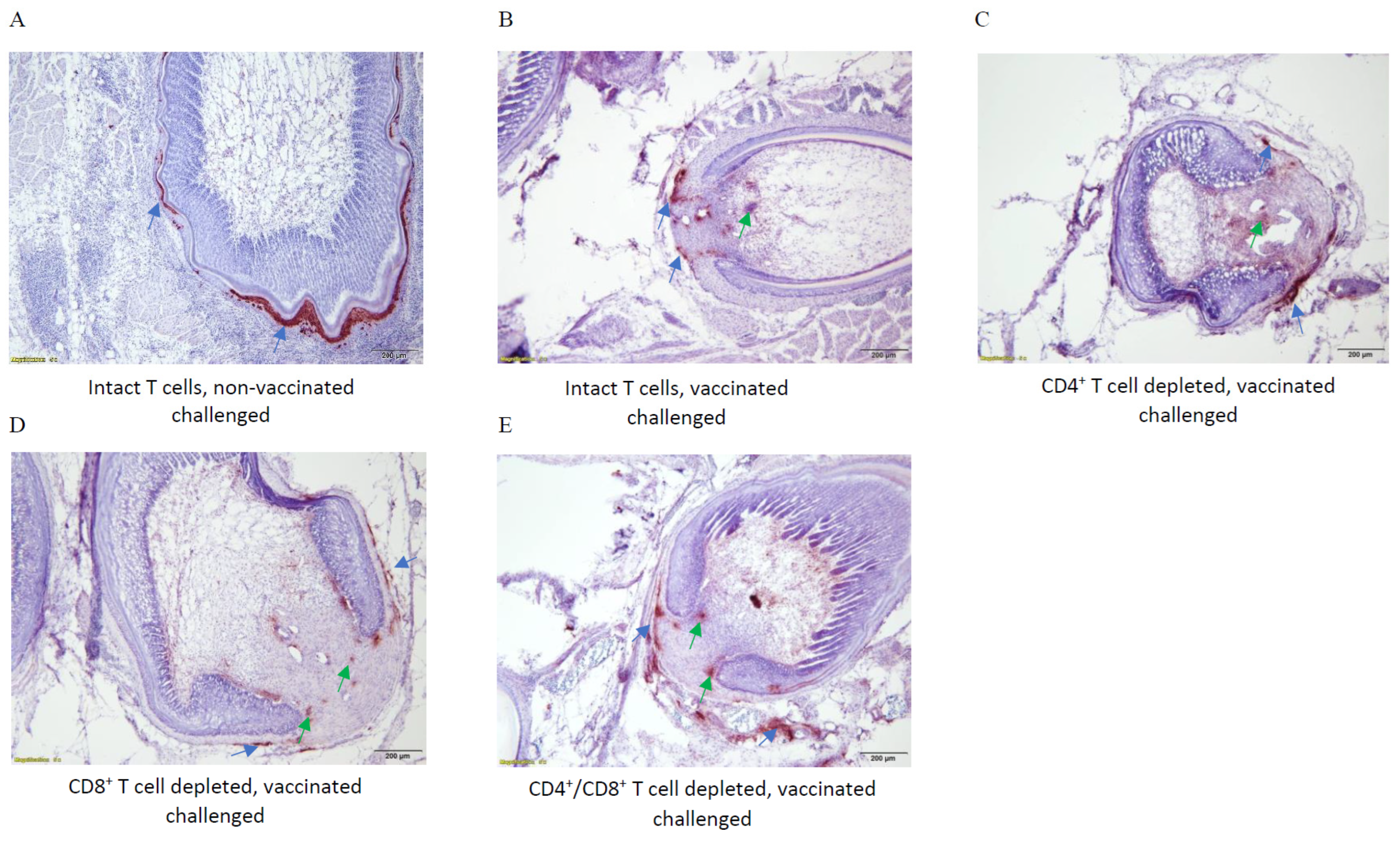 Viruses 15 00648 g006 Viruses 15 00648 g006