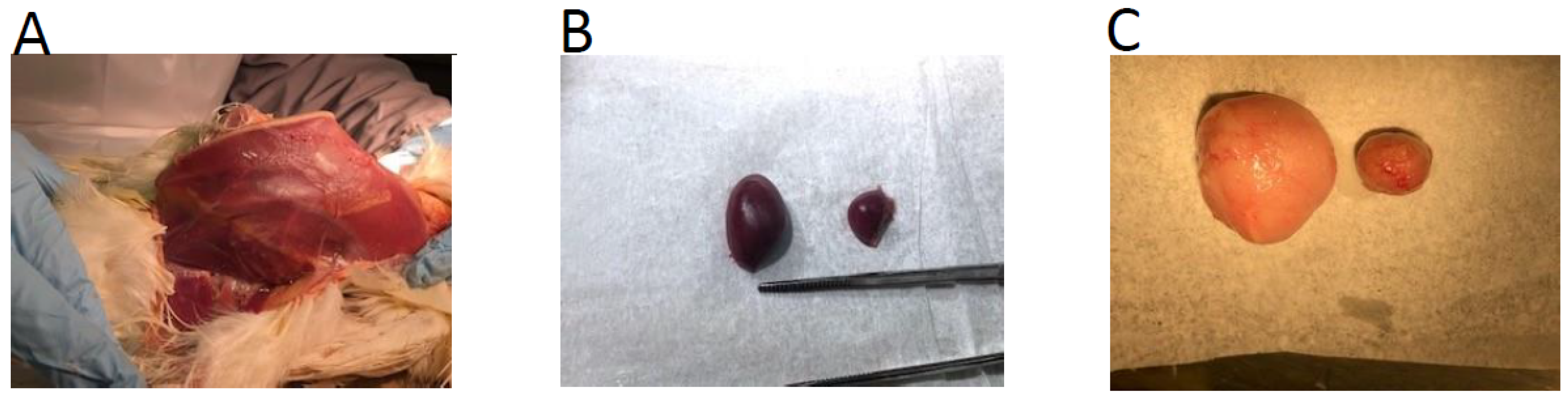 Viruses 15 00648 g007 Viruses 15 00648 g007