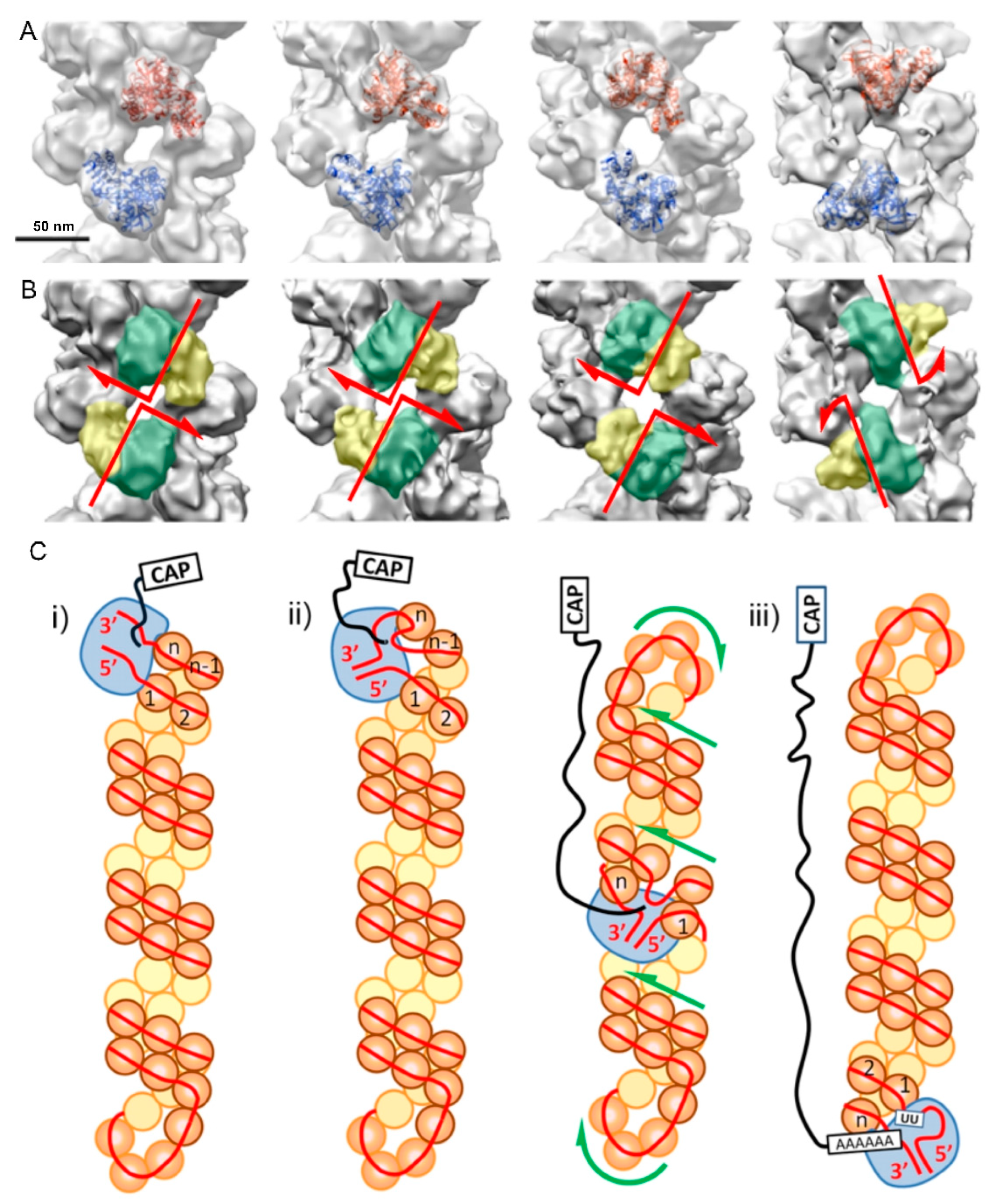 Viruses 15 00653 g006 Viruses 15 00653 g006