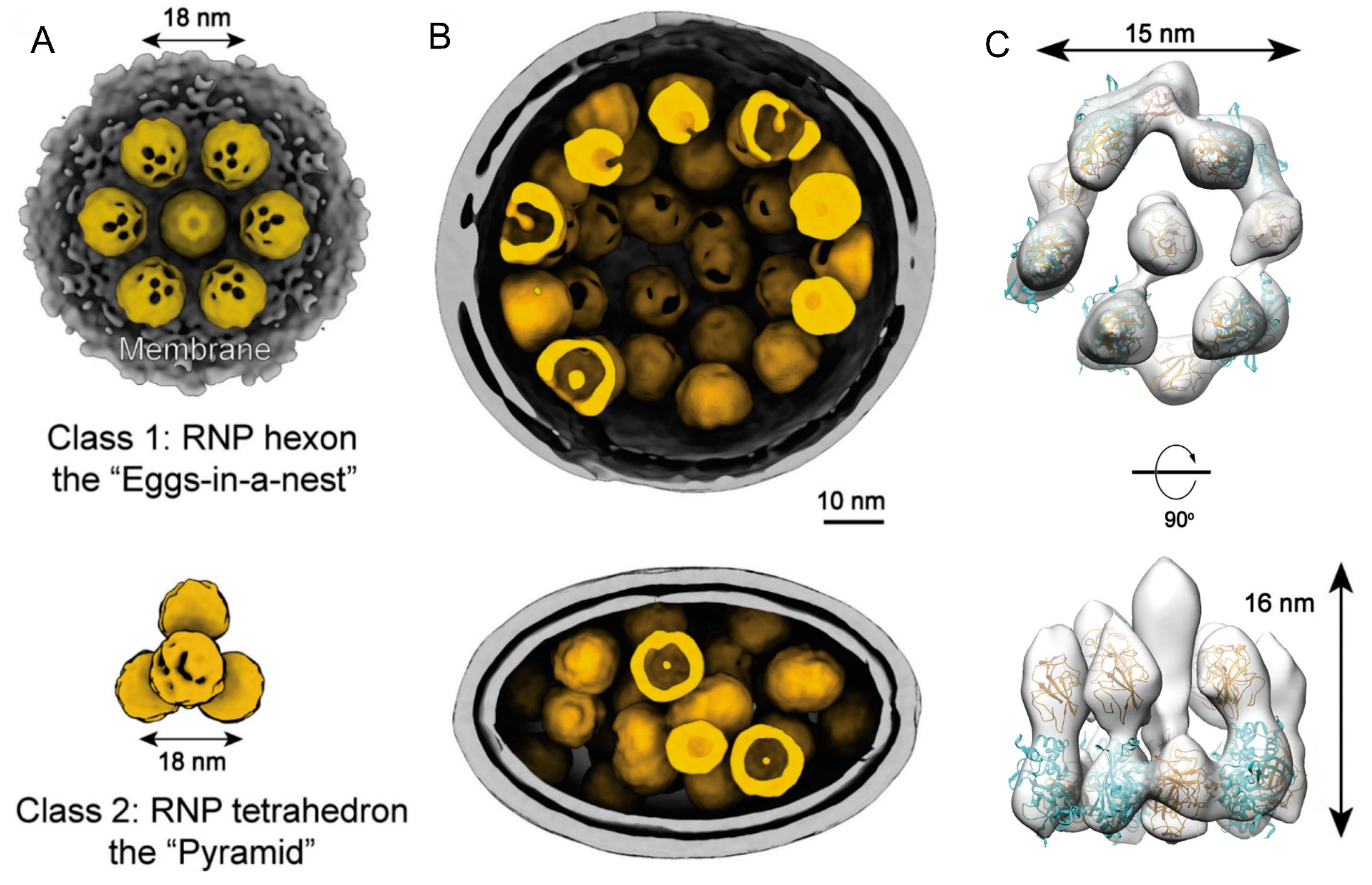 Viruses 15 00653 g007 Viruses 15 00653 g007