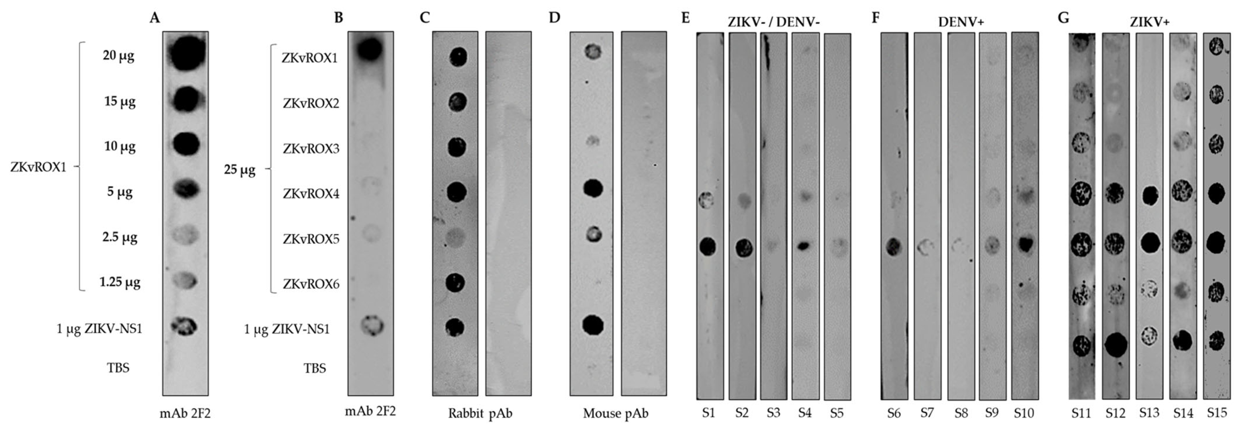 Viruses 15 00654 g005