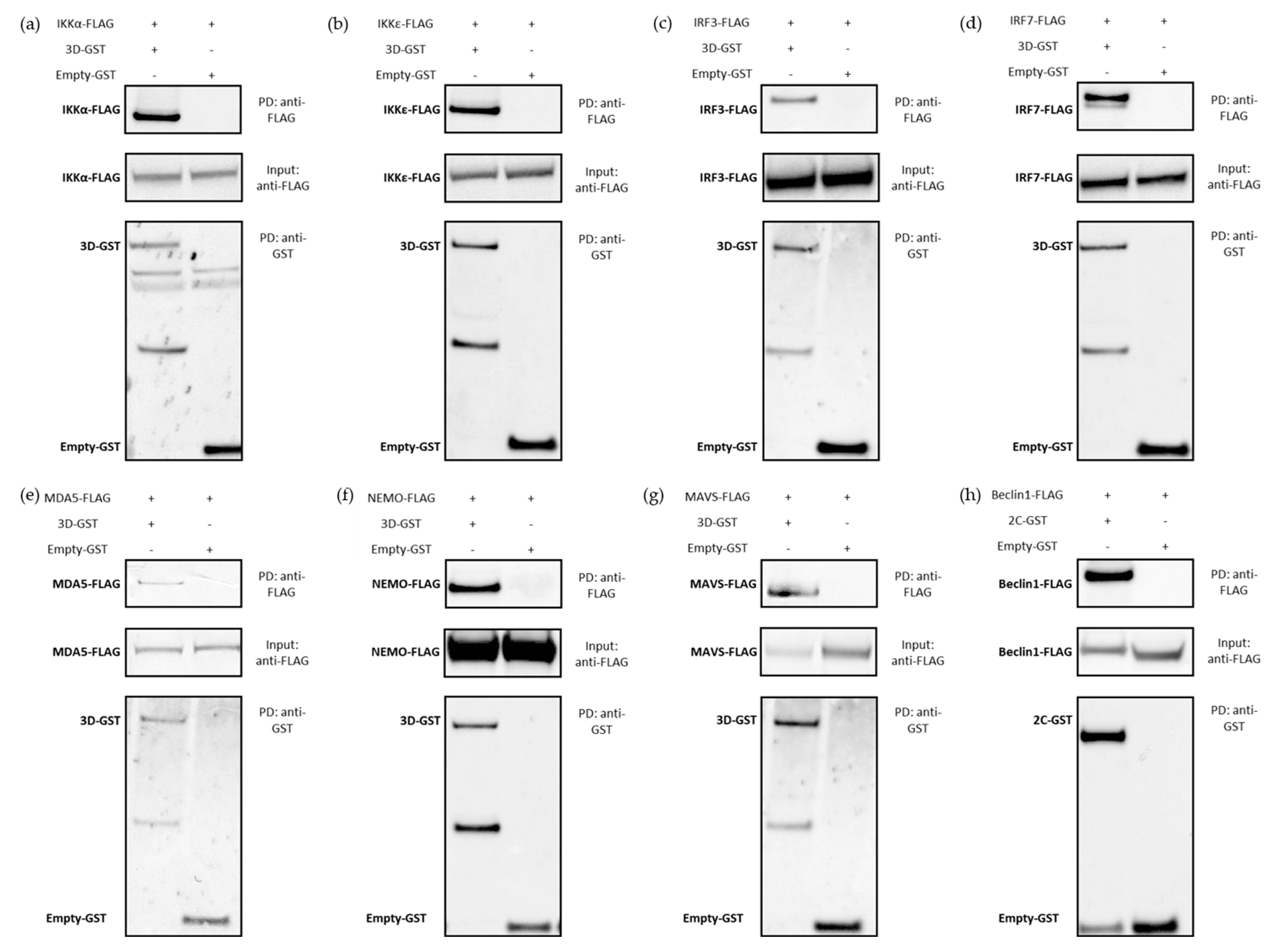 Viruses 15 00666 g008 Viruses 15 00666 g008