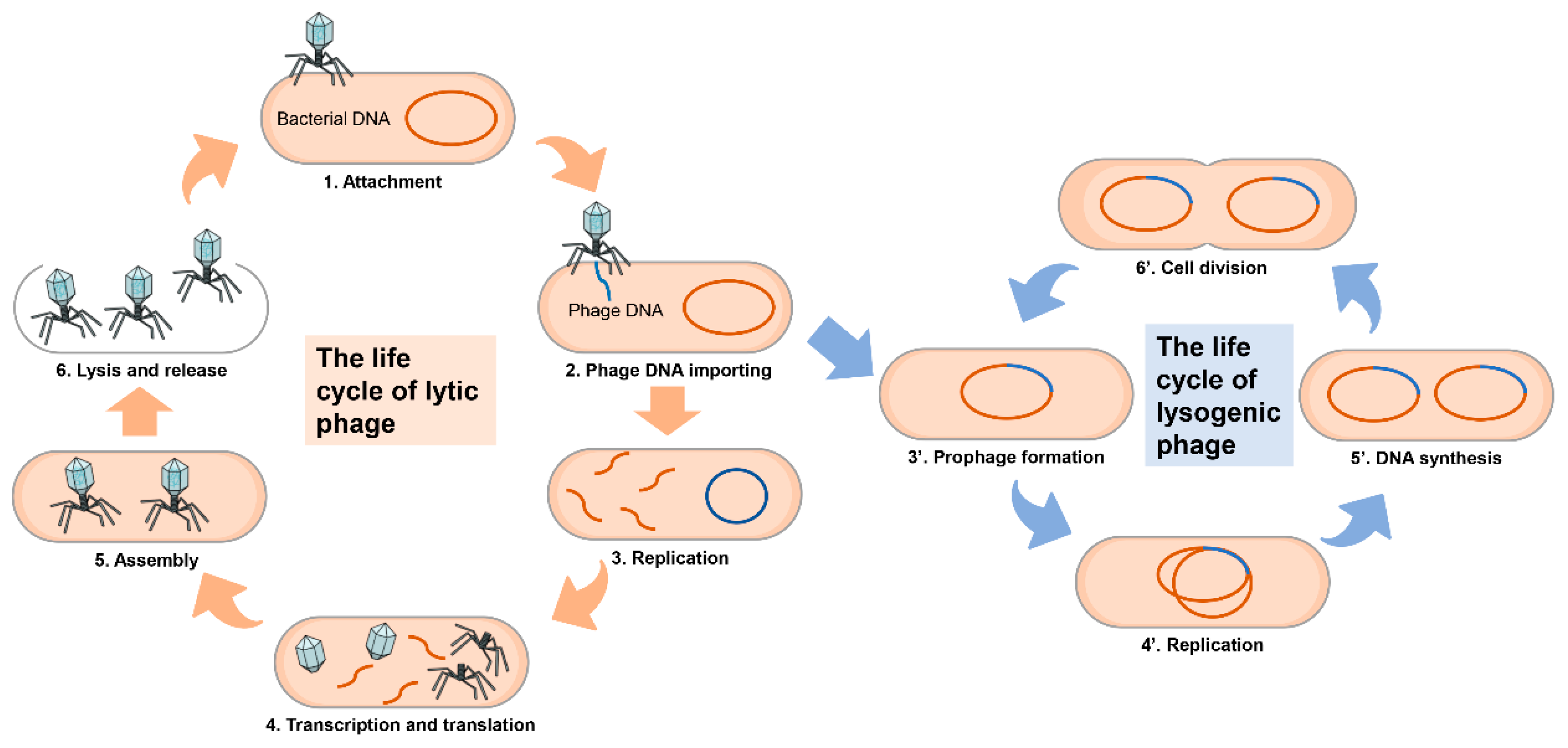 Lysogenic Cycle Diagram Only lysogenic-cycle-diagram-only