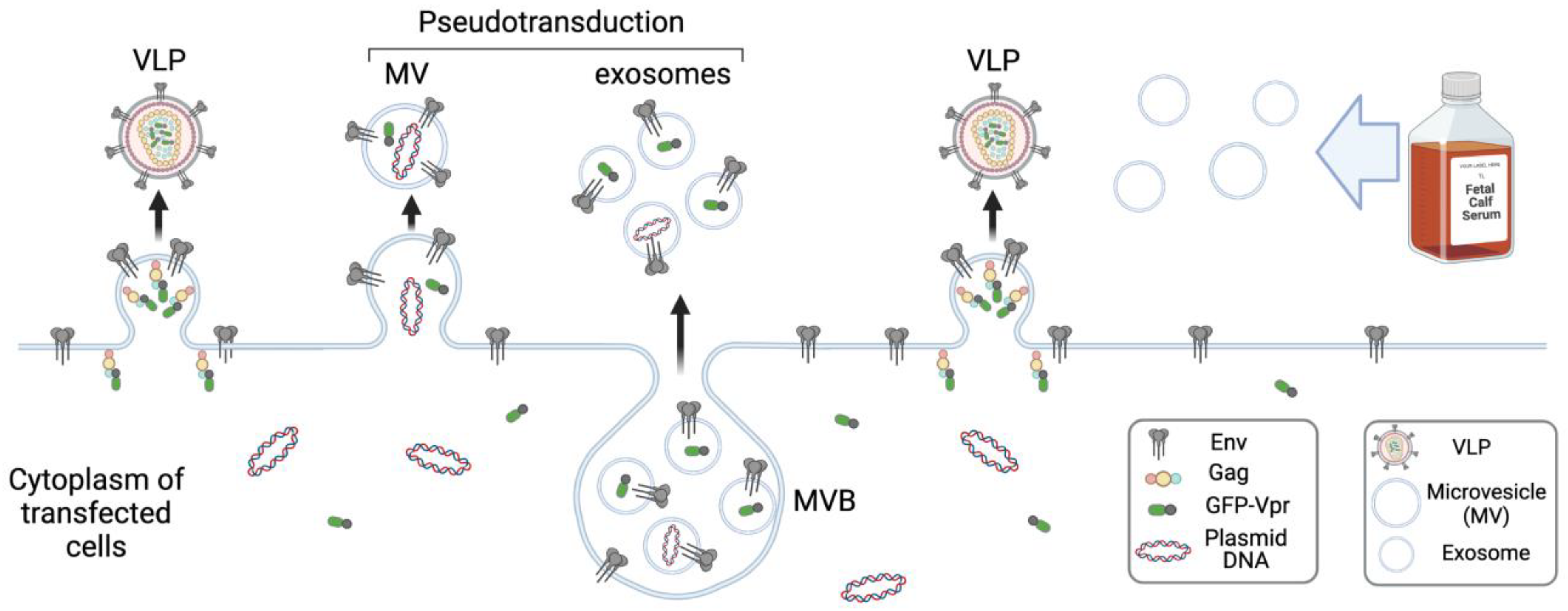 Viruses 15 00690 g003 Viruses 15 00690 g003