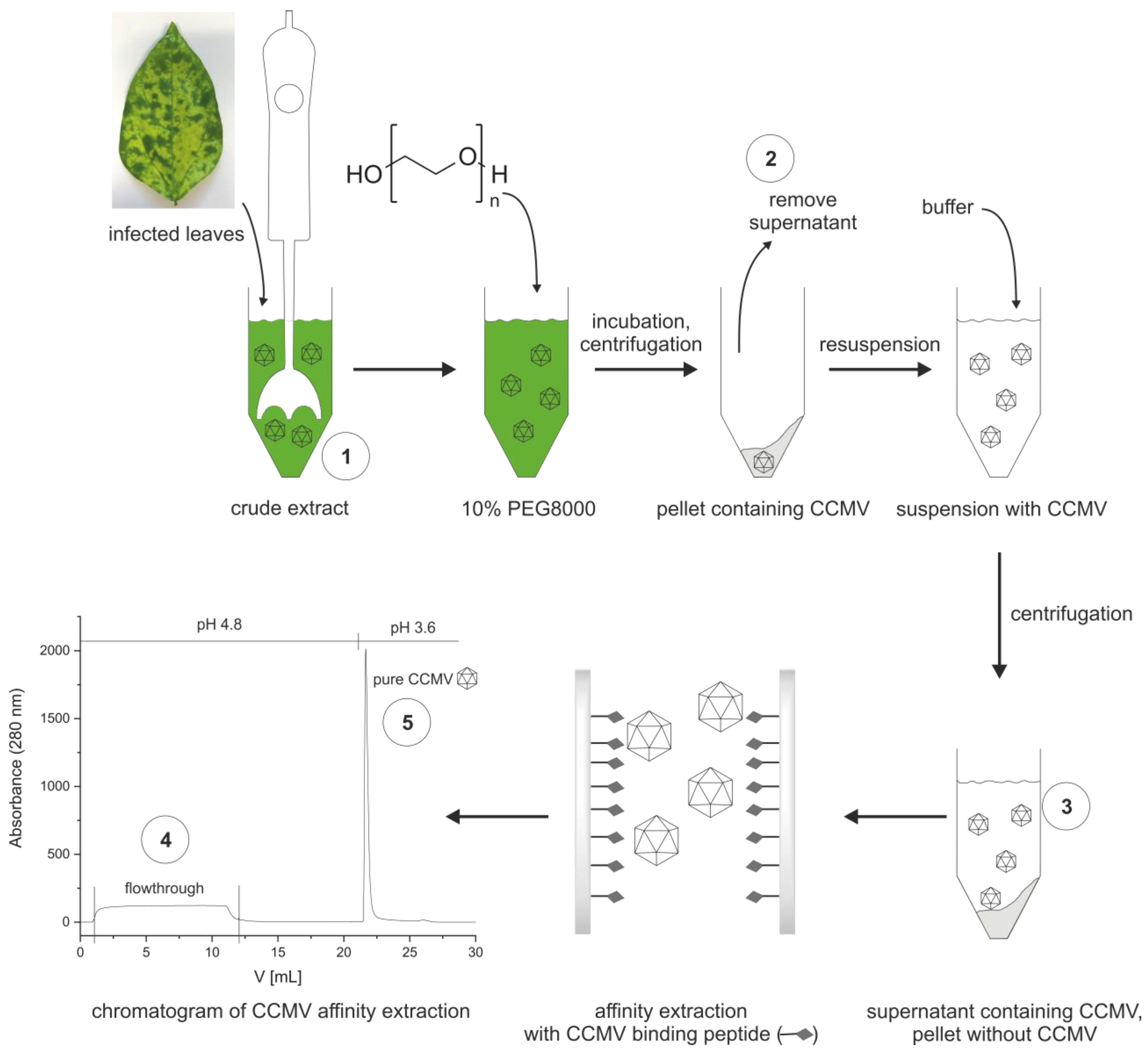 Viruses 15 00697 g007 Viruses 15 00697 g007
