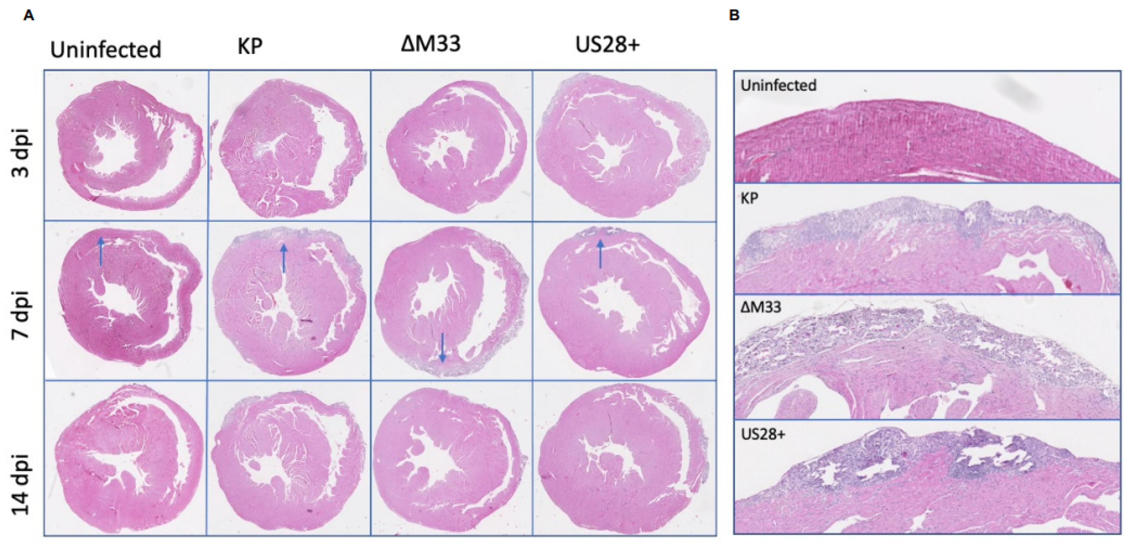 Viruses 15 00711 g002